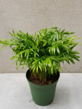 Chamaedorea Neantha Bella palm in a 6 inch growers pot
