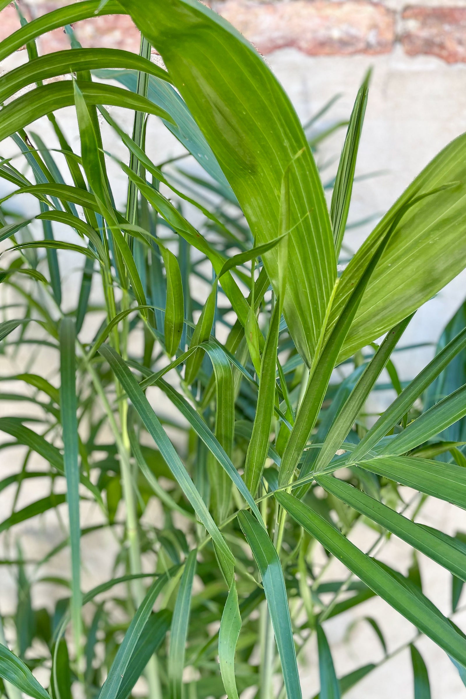 Close up of Chamaedorea seifrizii "Bamboo Palm" foliage ©Sprout Home