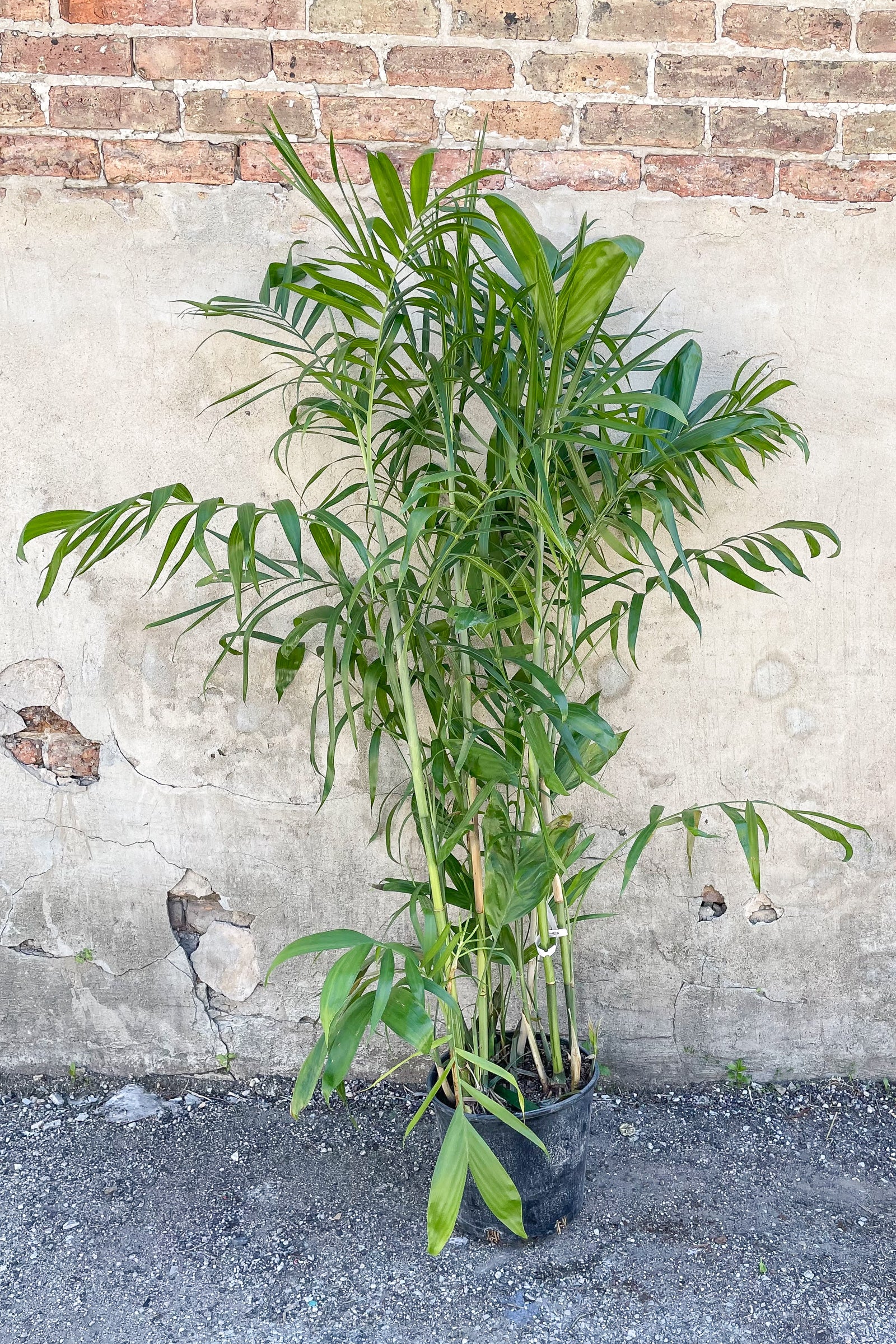 Chamaedorea seifrizii "Bamboo Palm" in front of concrete wall ©Sprout Home