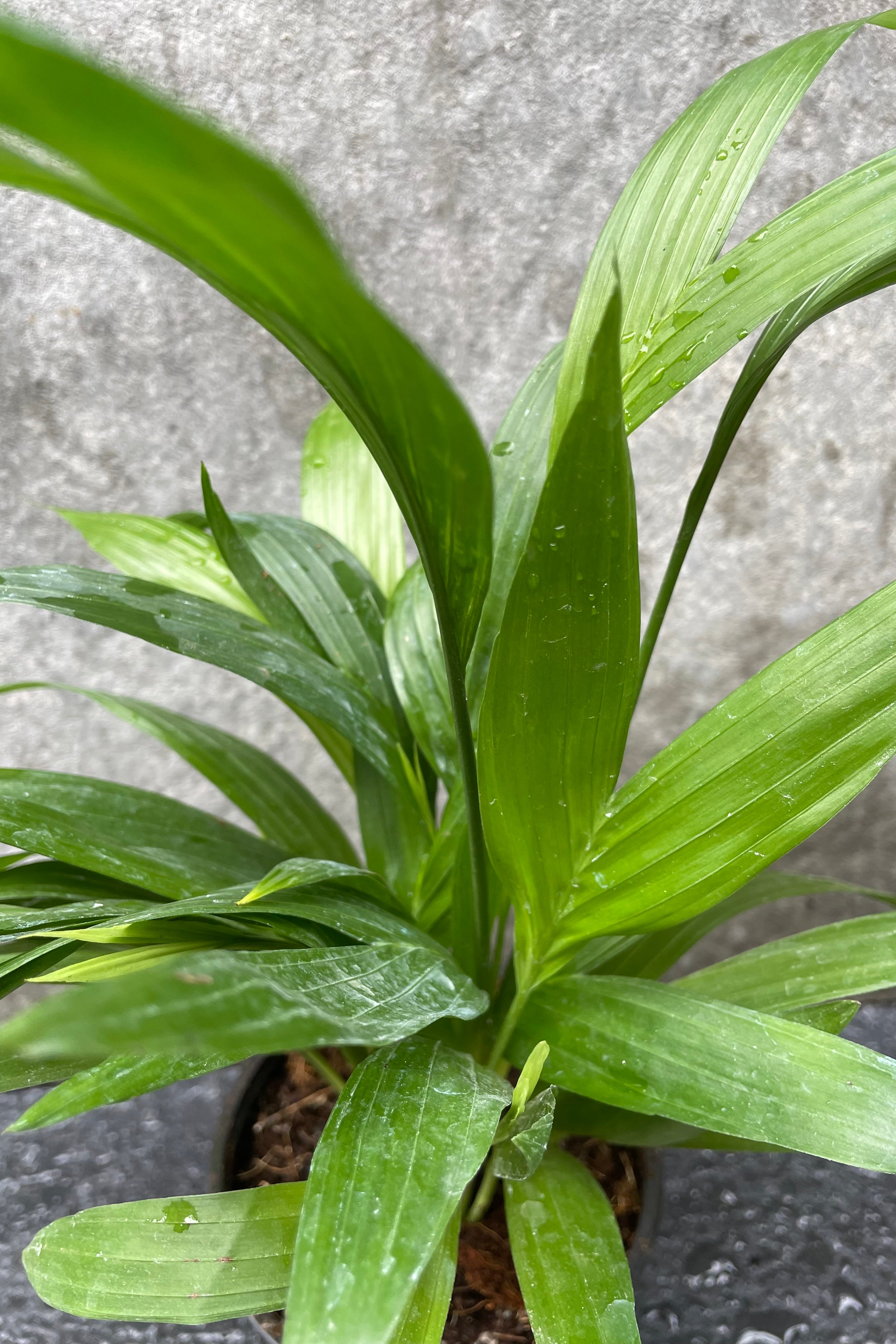 Close up of Chamaedorea seifrizii "Bamboo Palm" foliage