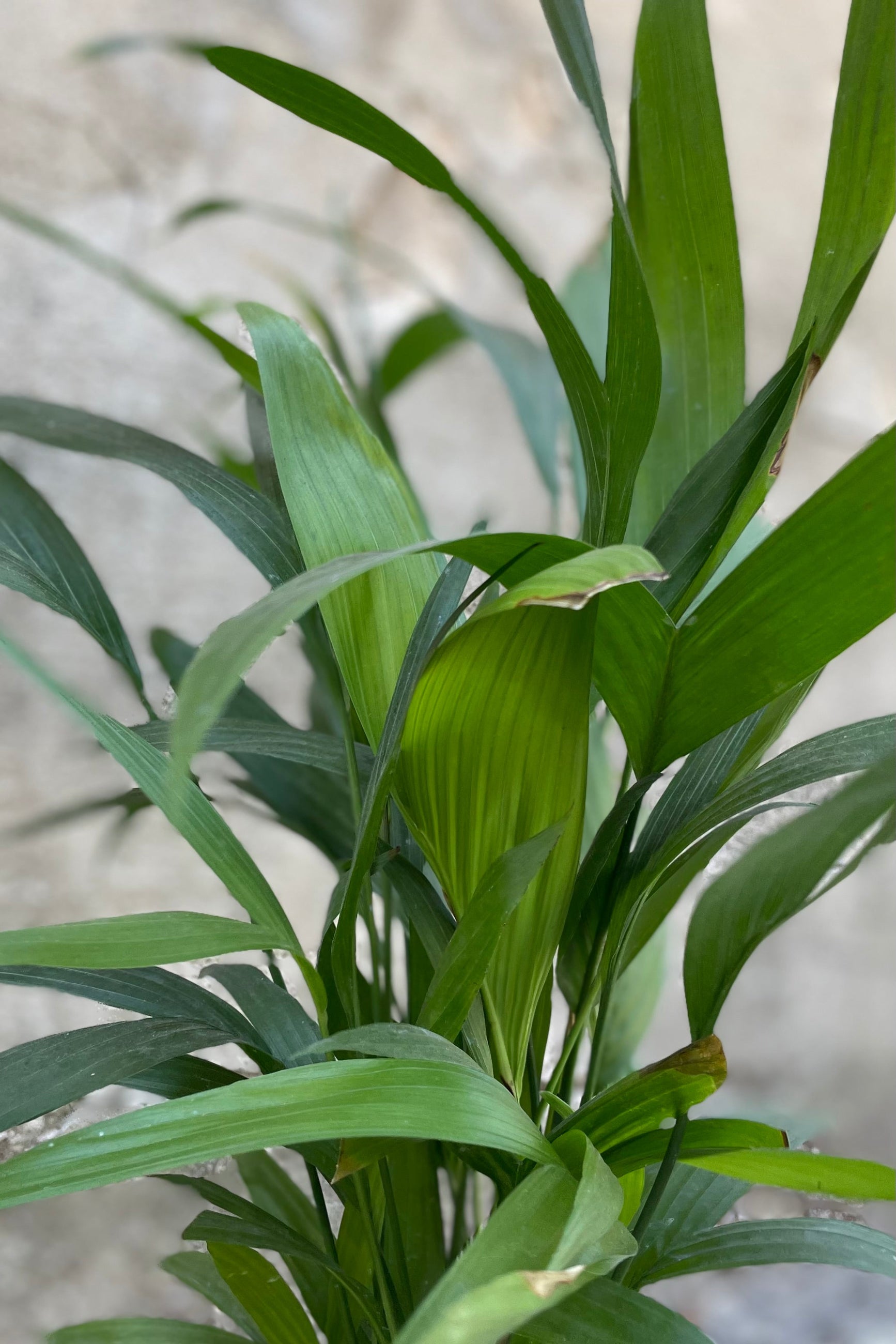 A detailed look at the Chamaedorea seifrizii "Bamboo Palm" 6" ©Sprout Home