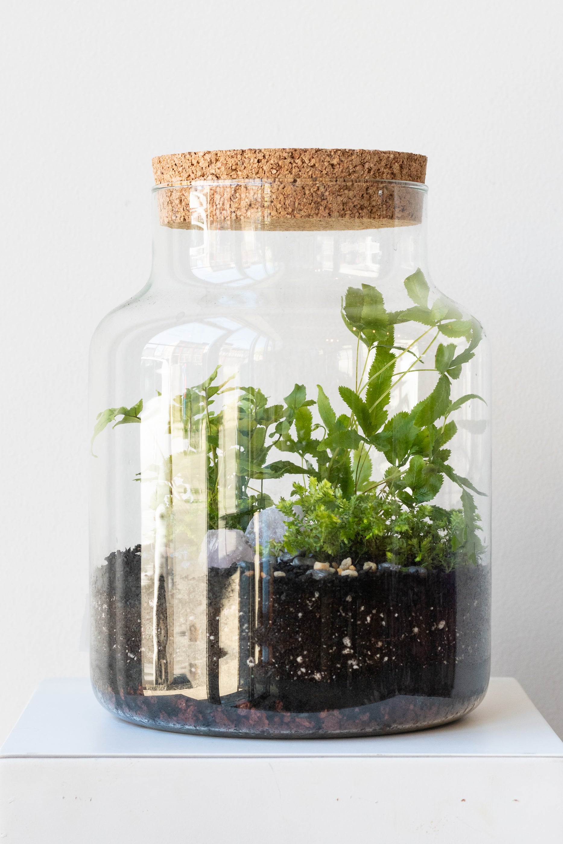 Medium planted Chela foliage terrarium by Sprout Home