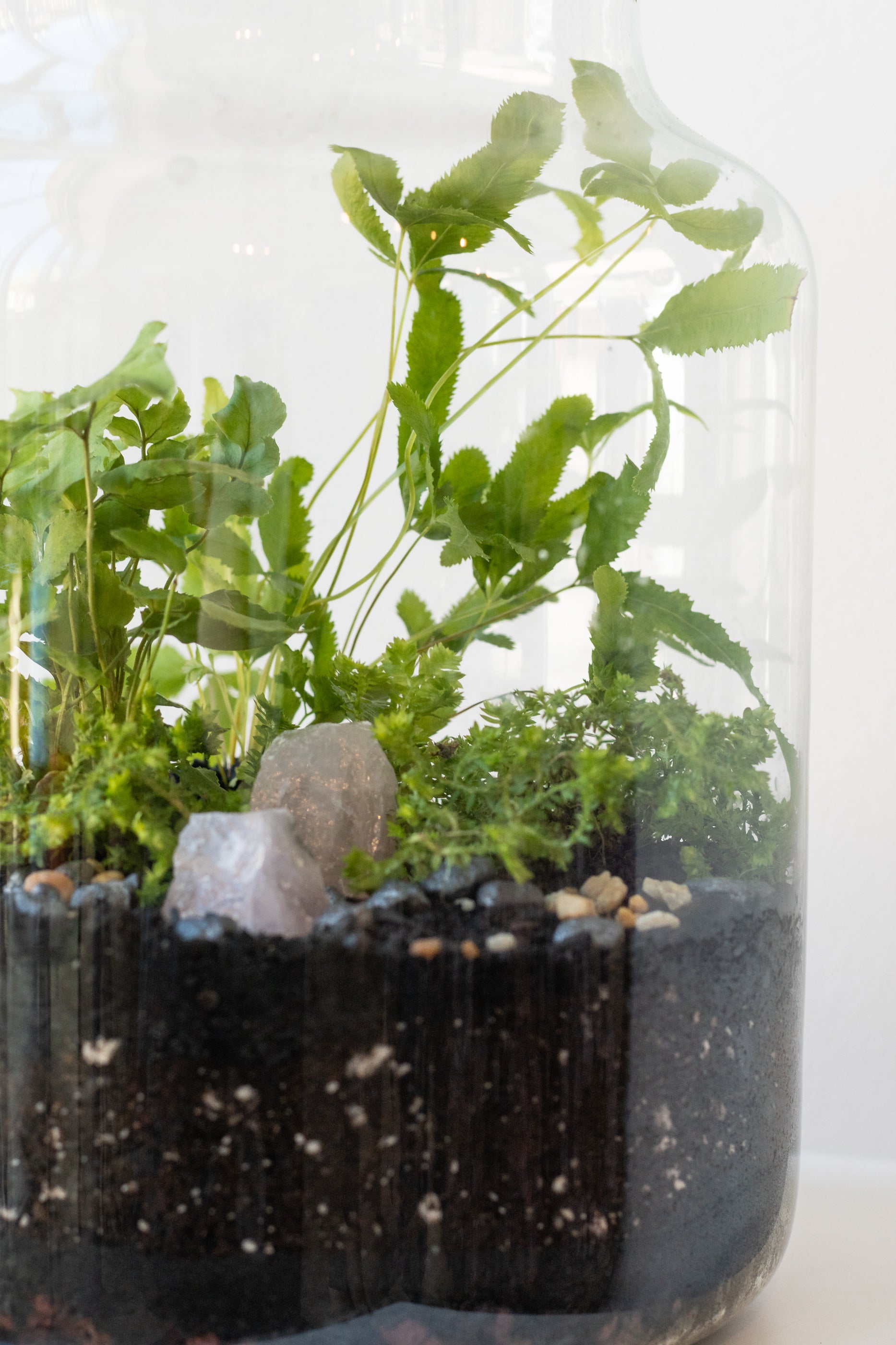 Close up of Medium planted Chela foliage terrarium by Sprout Home