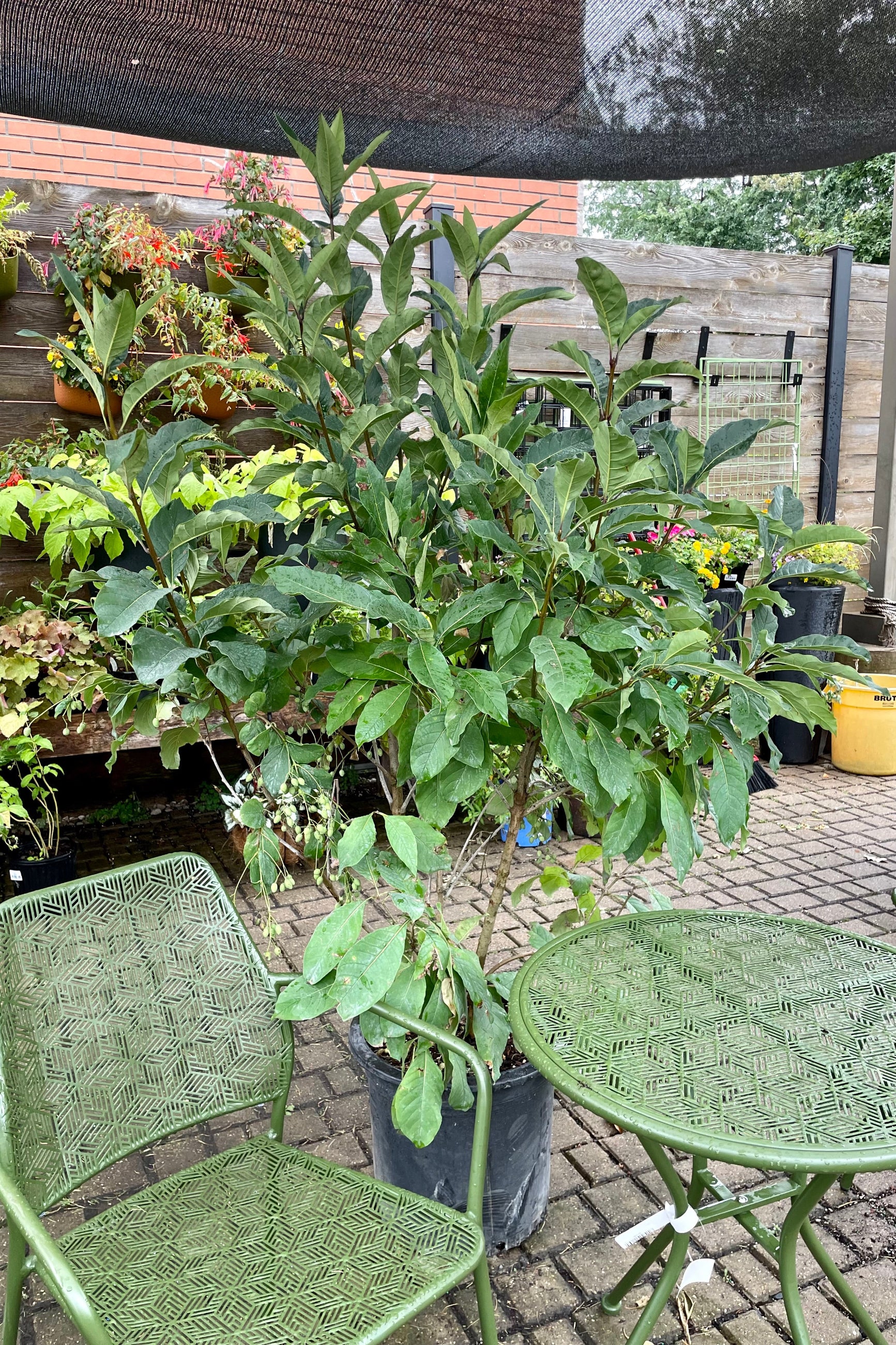 Chionanthus virginicus "White Fringetree" in a #10 growers pot the beginning of September in the Sprout Home yard. ©Sprout Home