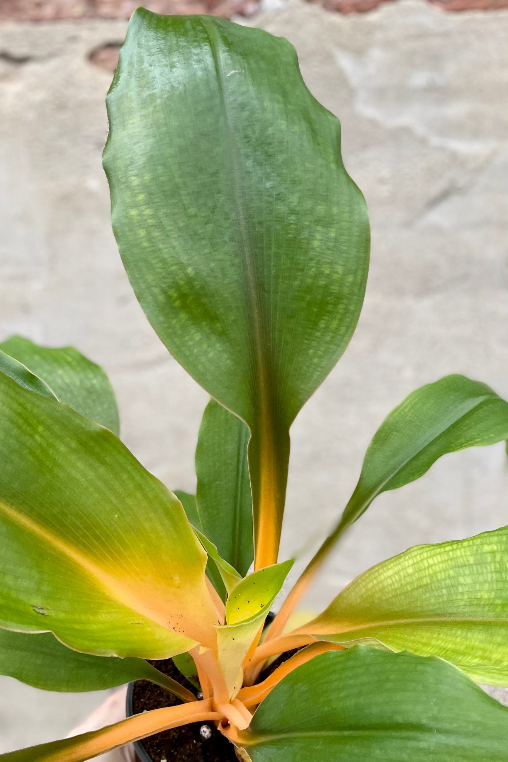 Detail of Chlorophytum amaniense 'Fire Flash' 4" orange petioles with green leaves against a grey wall ©Sprout Home