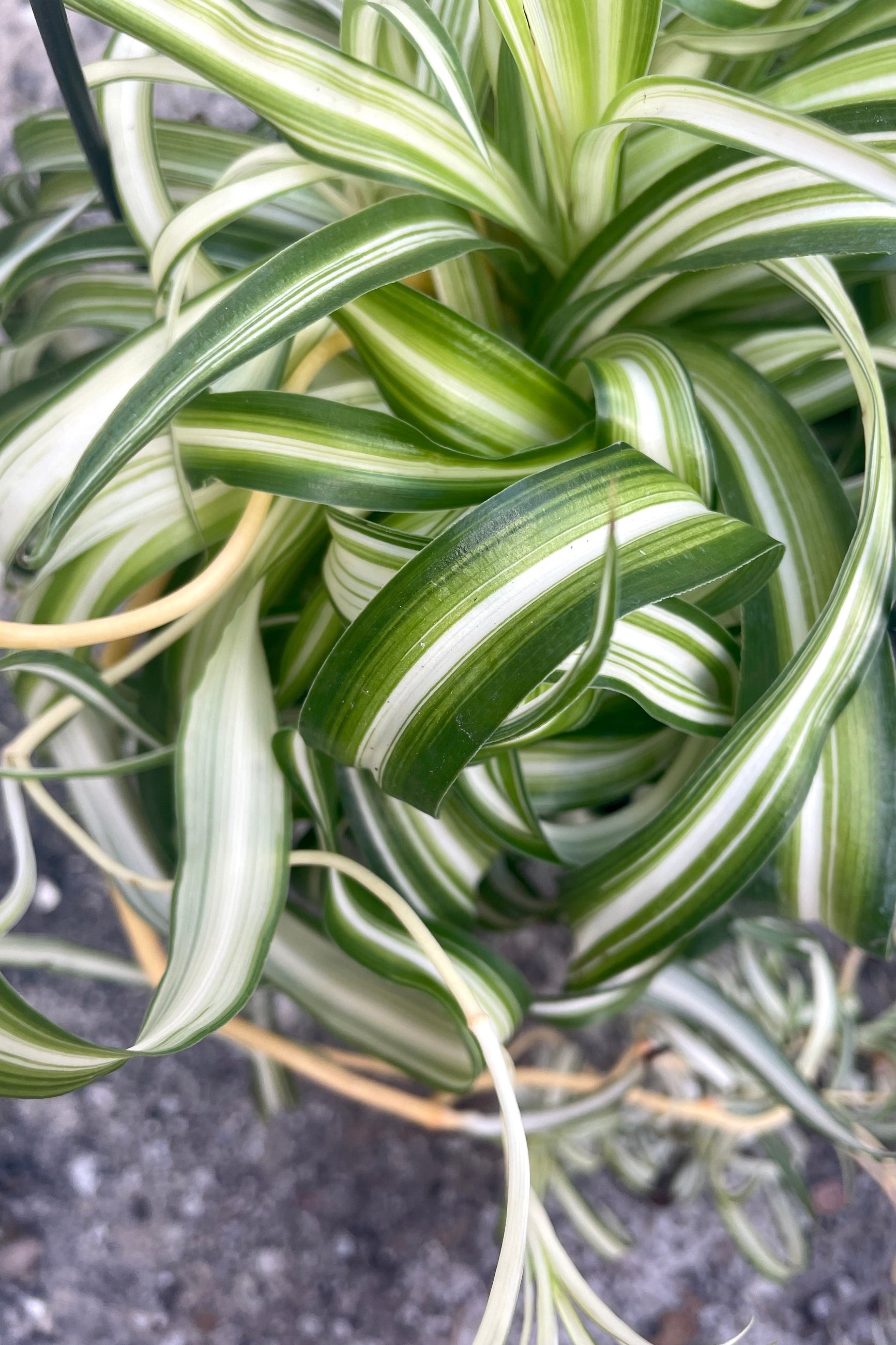 A close-up view of old and new growth of the 6" hanging Chlorophytum comosum "Bonnie" against a concrete backdrop ©Sprout Home