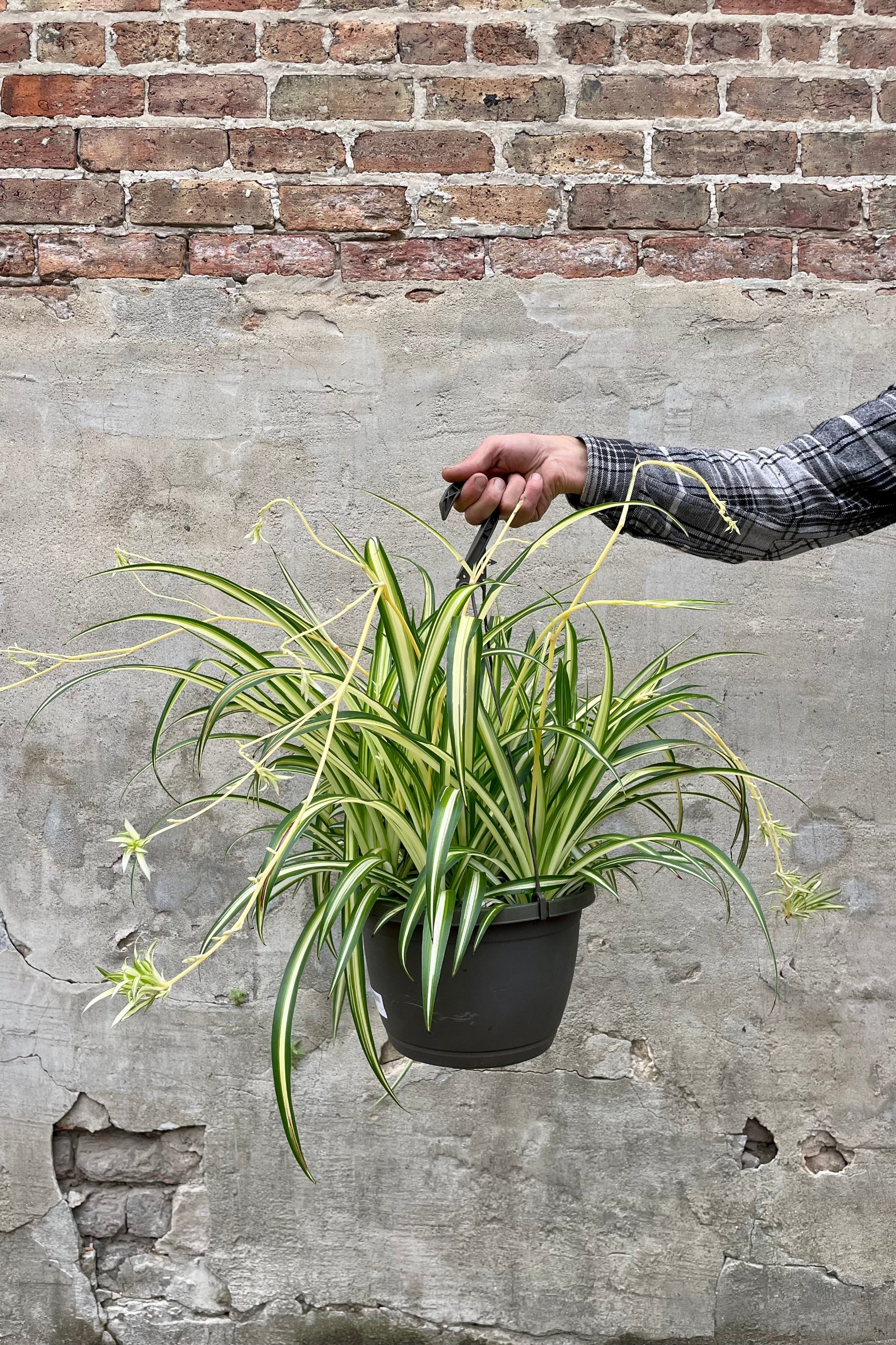 Chlorophytum comosum 'Variegatum' 10" black growers pot with against a grey wall ©Sprout Home