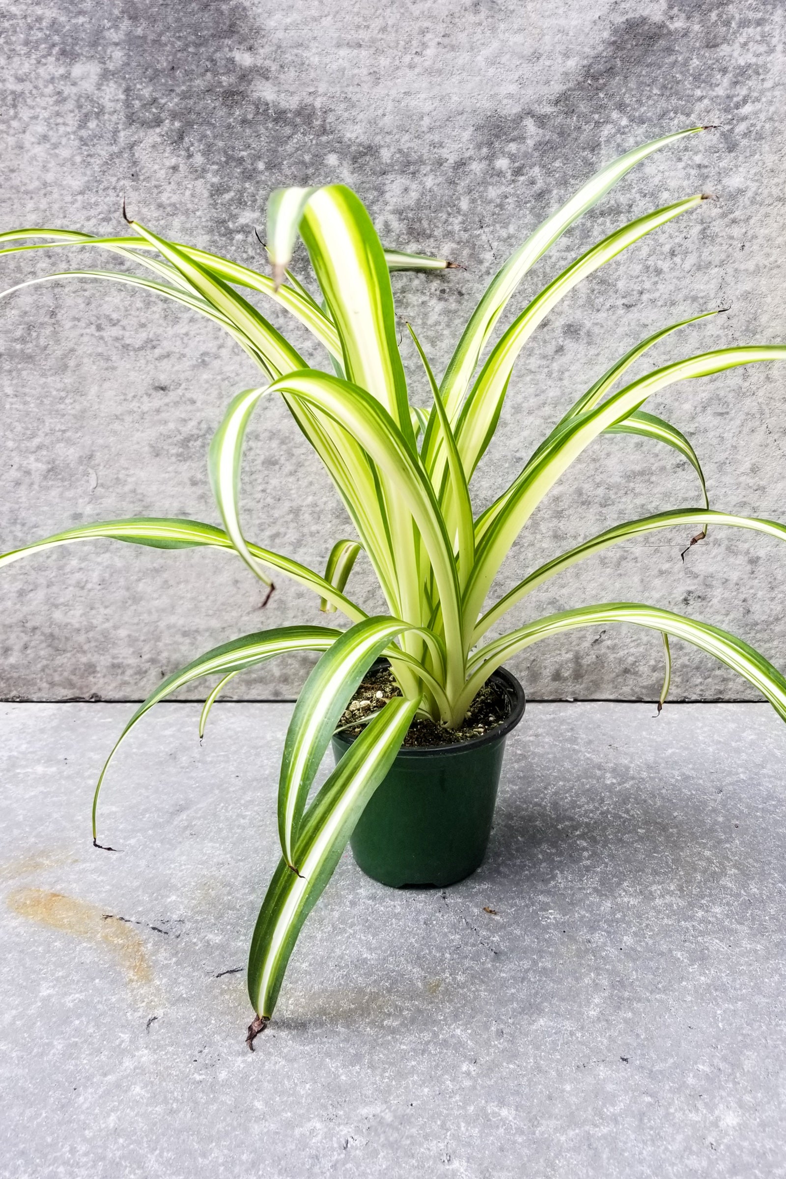 Spider Plant Variegatum in a 4" growers pot against a gray wall ©Sprout Home