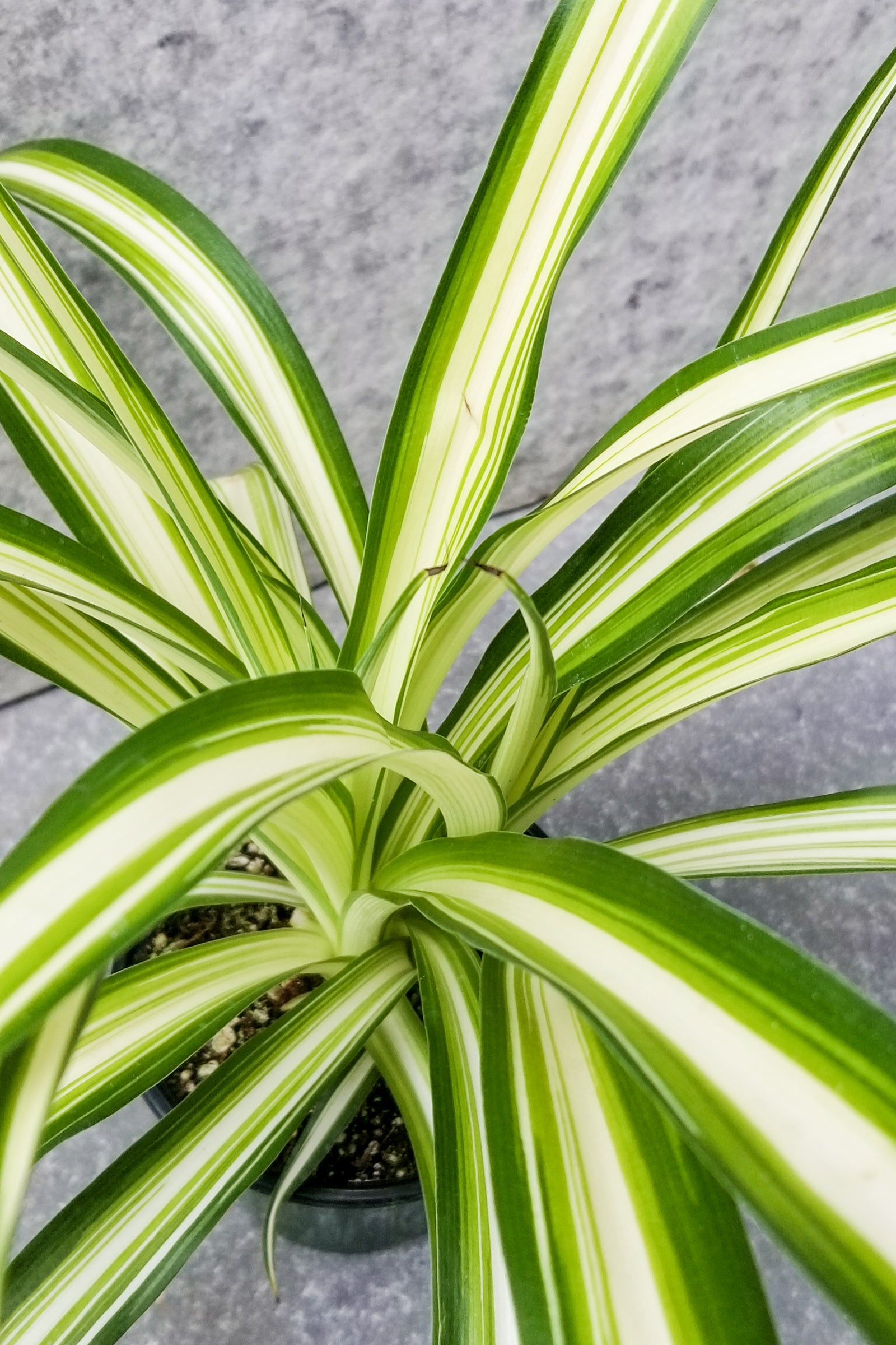 A Chlorophytum comosum 'Variegatum', commonly known as a Spider Plant, with long green and white striped leaves, potting mix visible, and displayed against a neutral background. ©Sprout Home