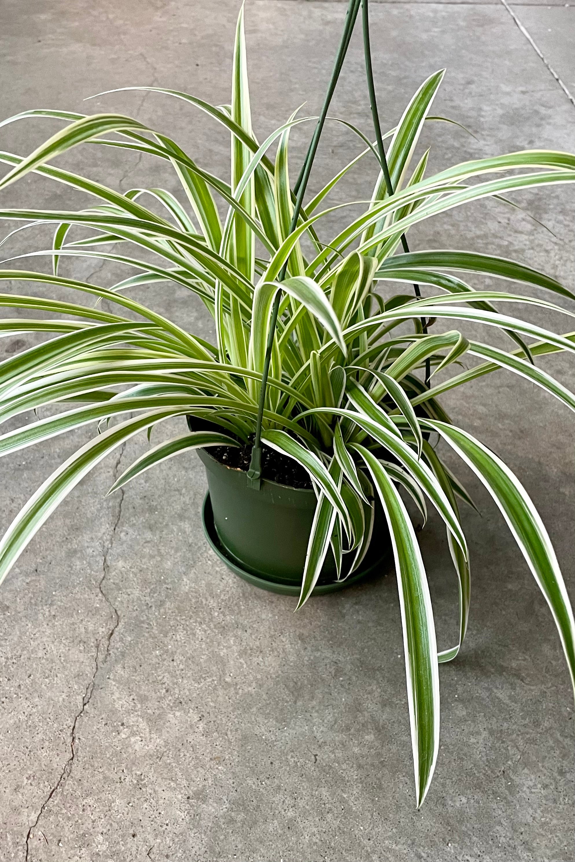 Chlorophytum comosum 'Variegatum' in a 6"growers pot at Sprout Home.
