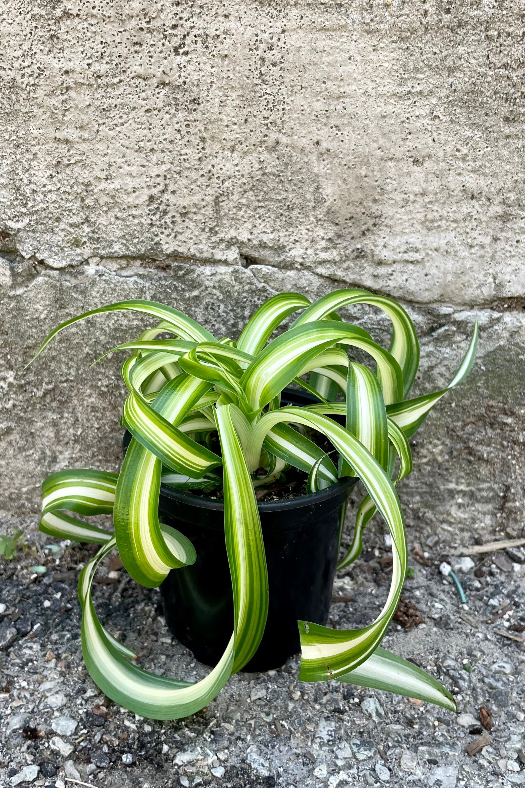 Chlorophytum comosum 'Bonnie' 4" against a grey wall ©Sprout Home