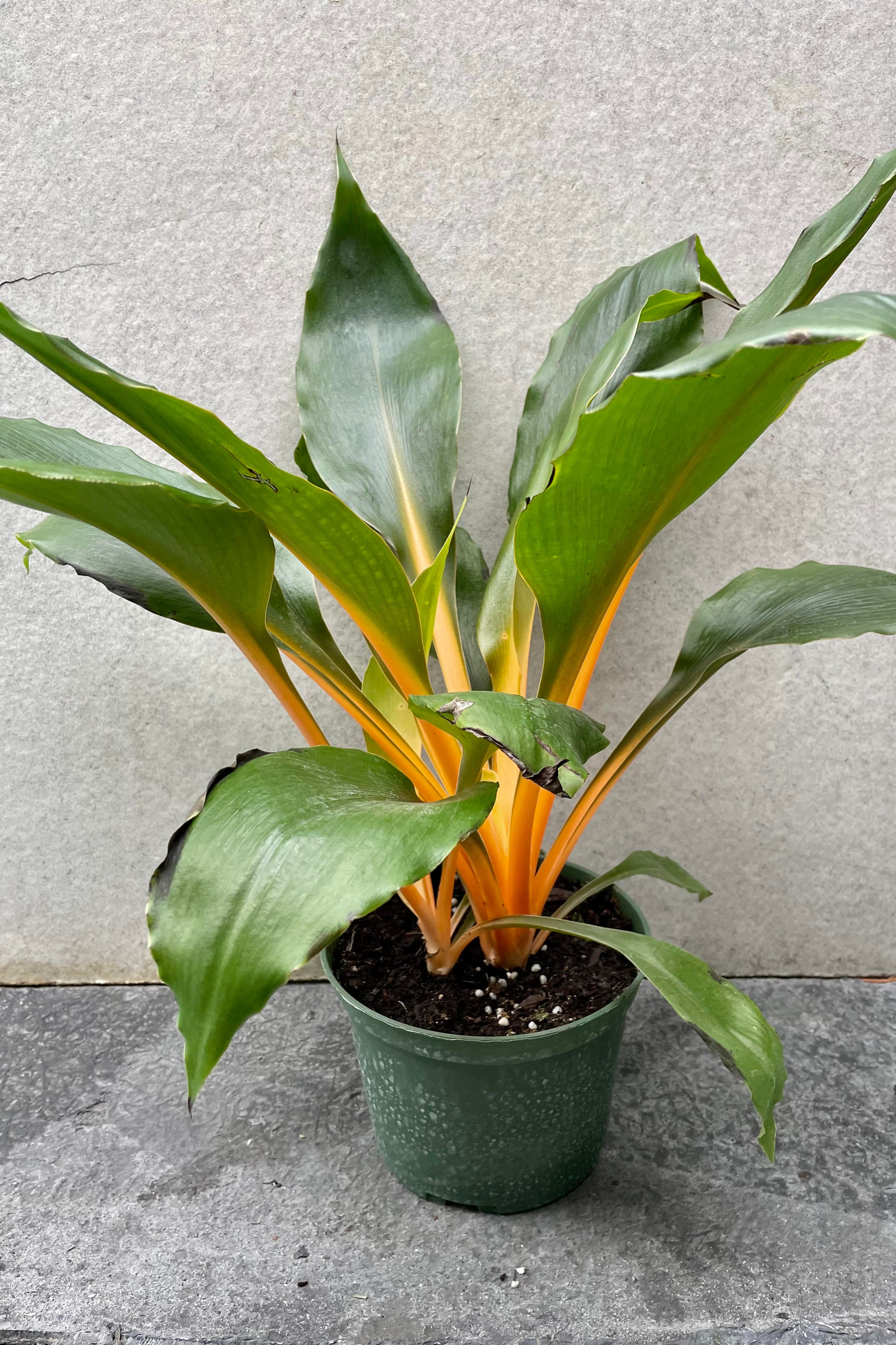 The Chlorophytum amaniense 'Fire Flash' sits in a 6 inch growers pot against a grey backdrop.