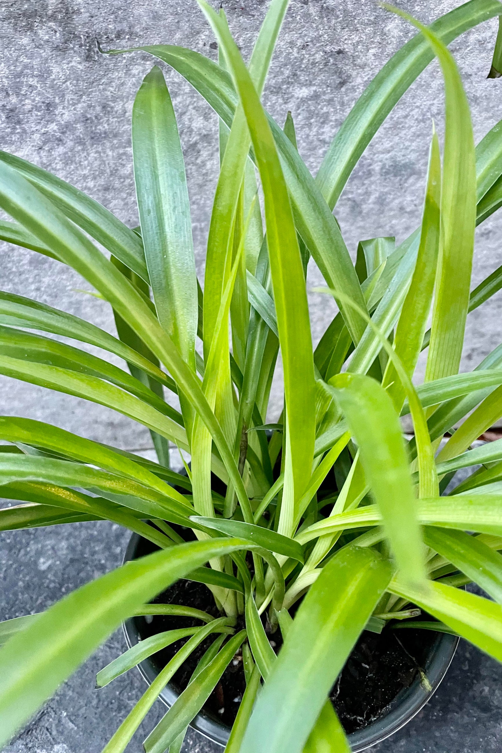 A detailed look at the Chlorophytum or spider plant with a green leaf and highlighted central vein in front of a gray wall. ©Sprout Home