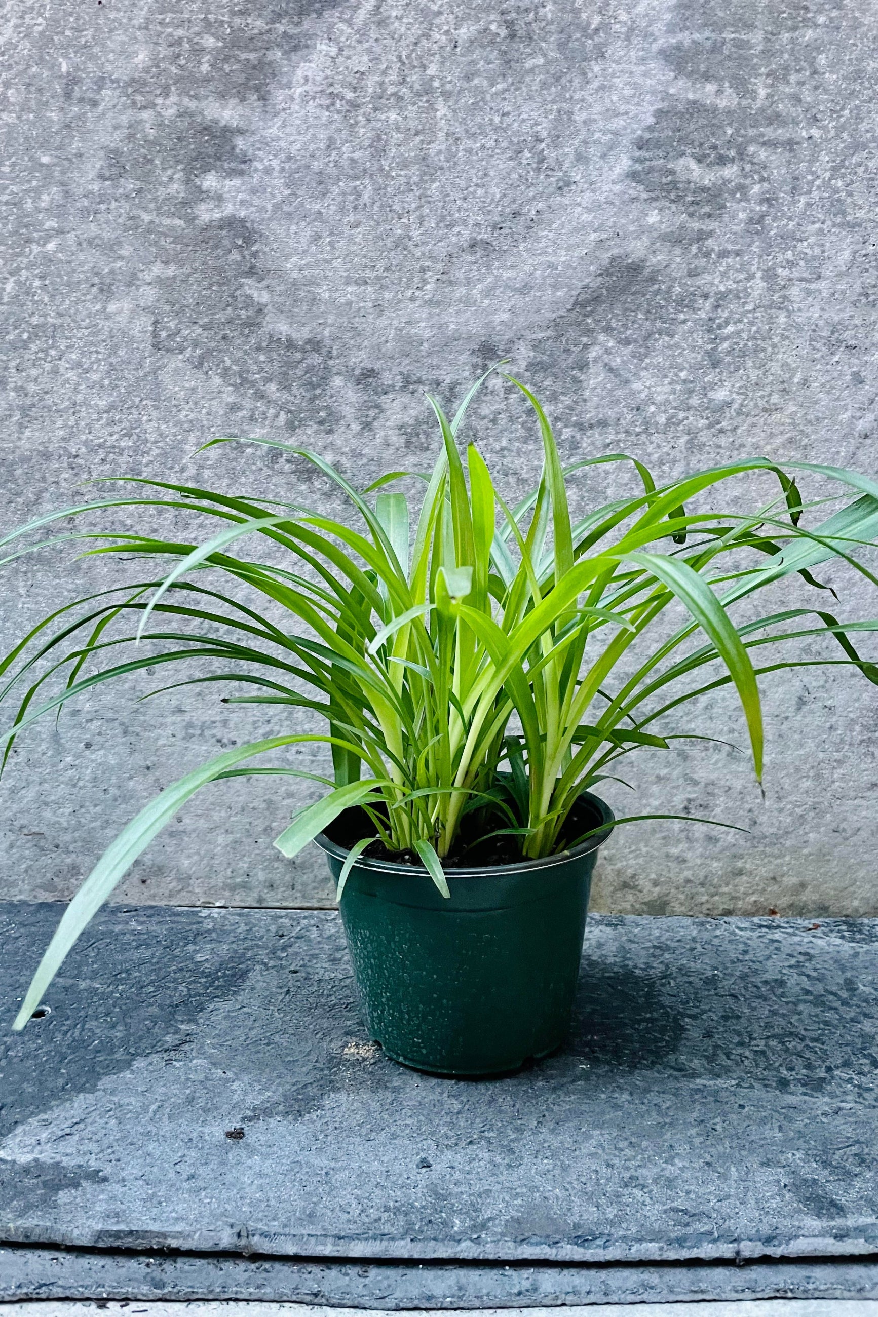 The Chlorophytum or spider plant sits against a grey backdrop in its 6 inch growers pot. ©Sprout Home