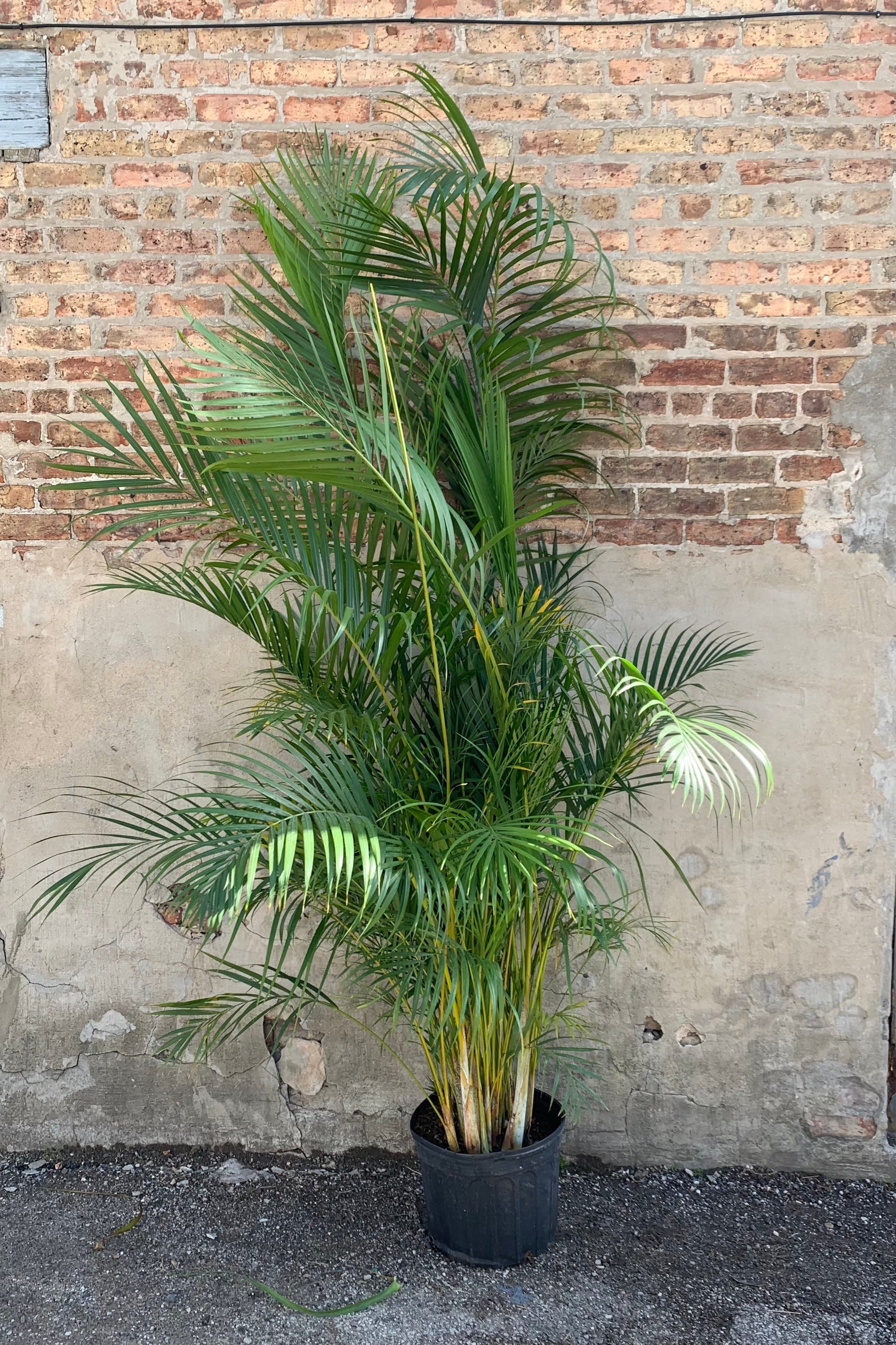 Chrysalidocarpus lutescens "Areca Palm" in a 14 inch container. ©Sprout Home