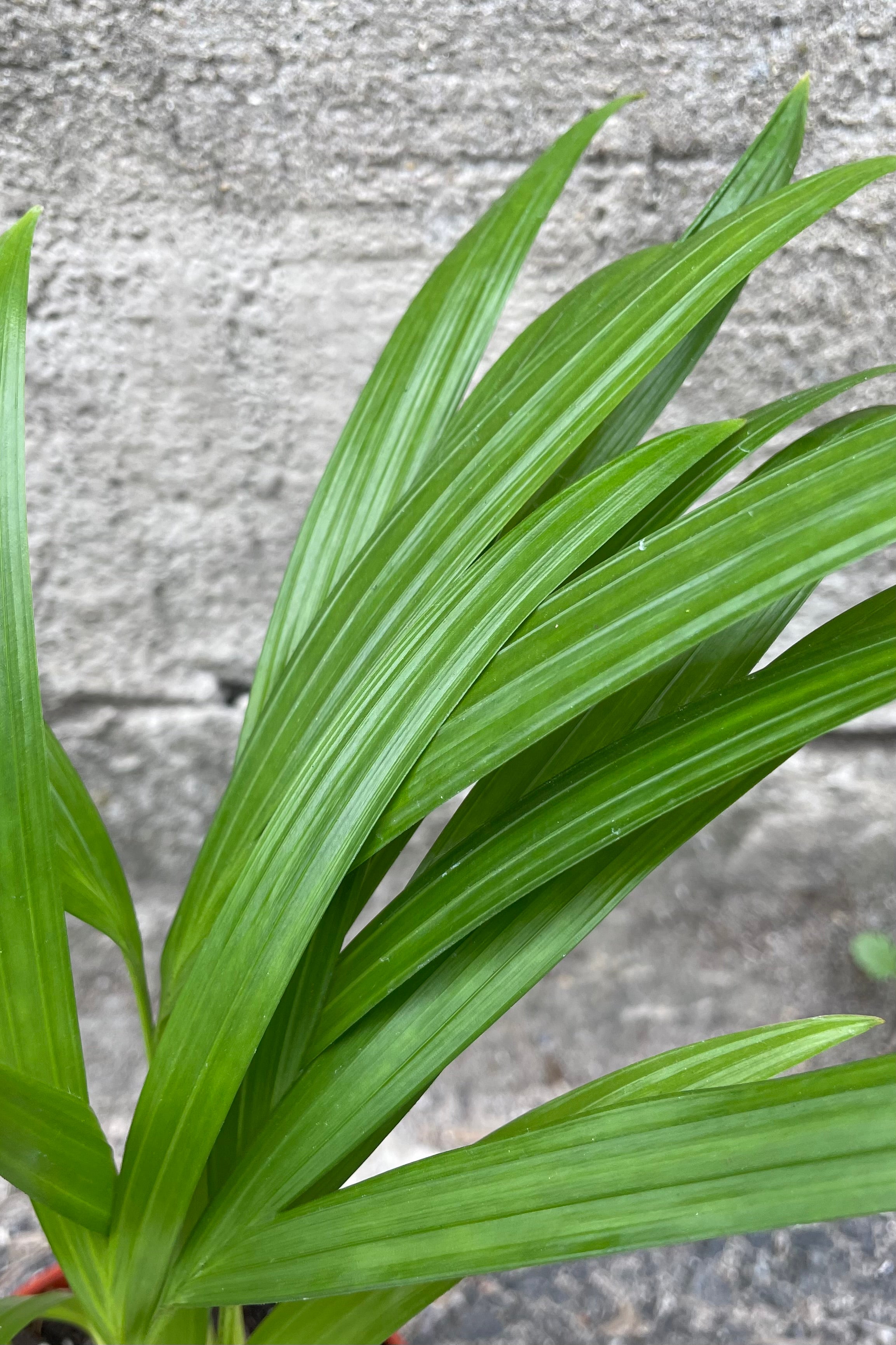 Chrysalidocarpus lutescens "Areca Palm" 4"