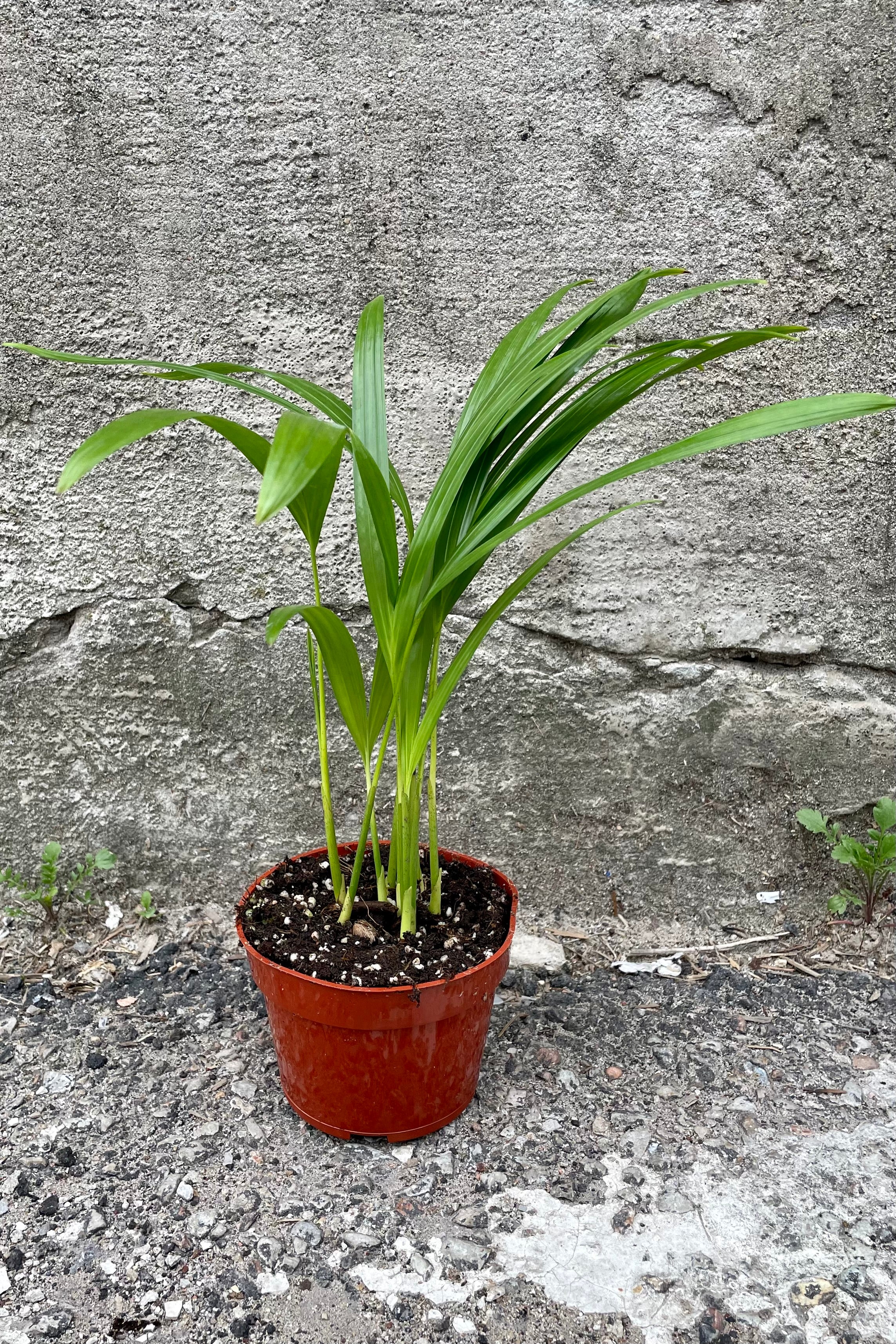 Chrysalidocarpus lutescens "Areca Palm" 4"