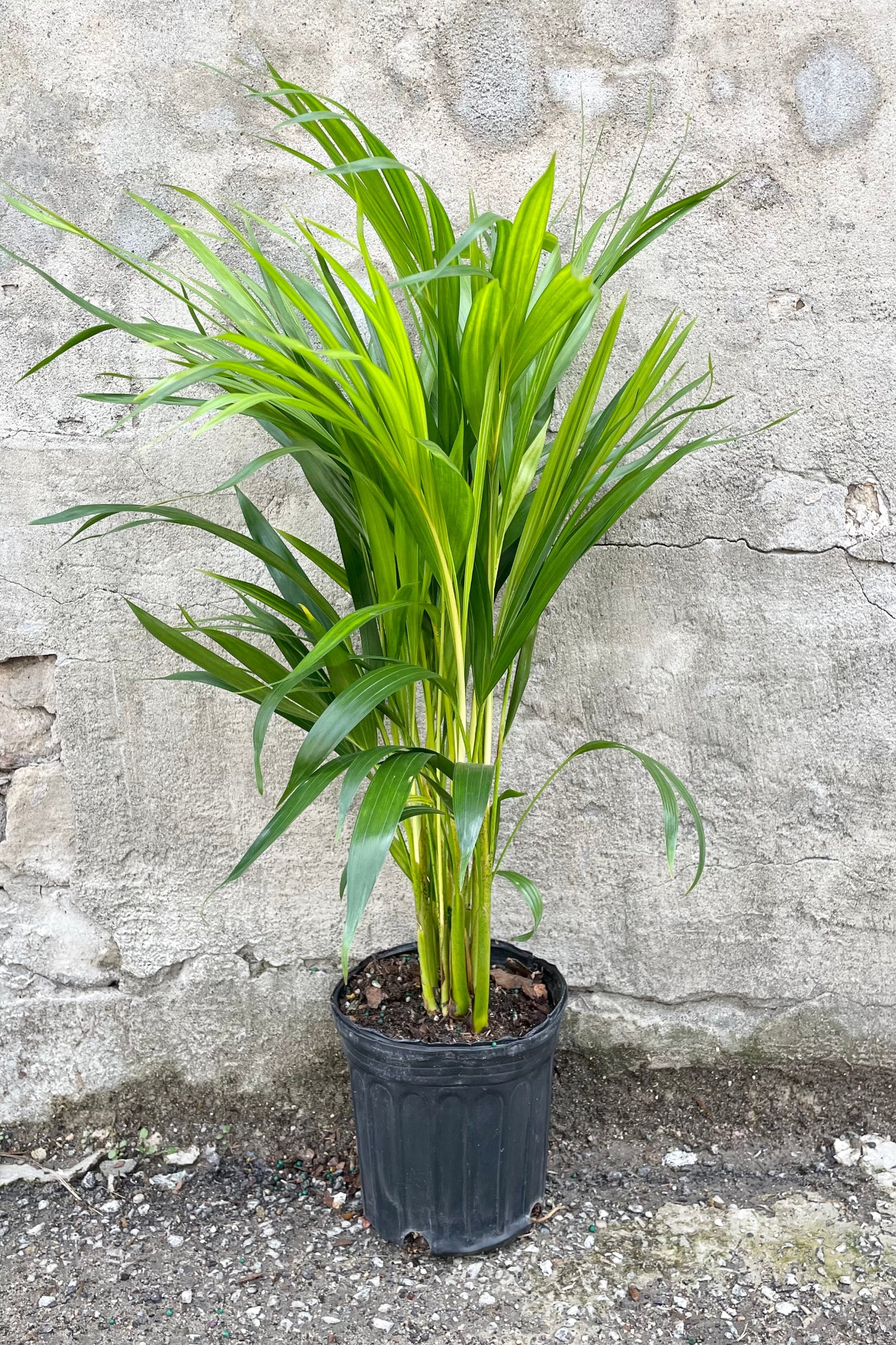 Chrysalidocarpus lutescens "Areca Palm" 6" bright green palm leaves against a grey wall ©Sprout Home