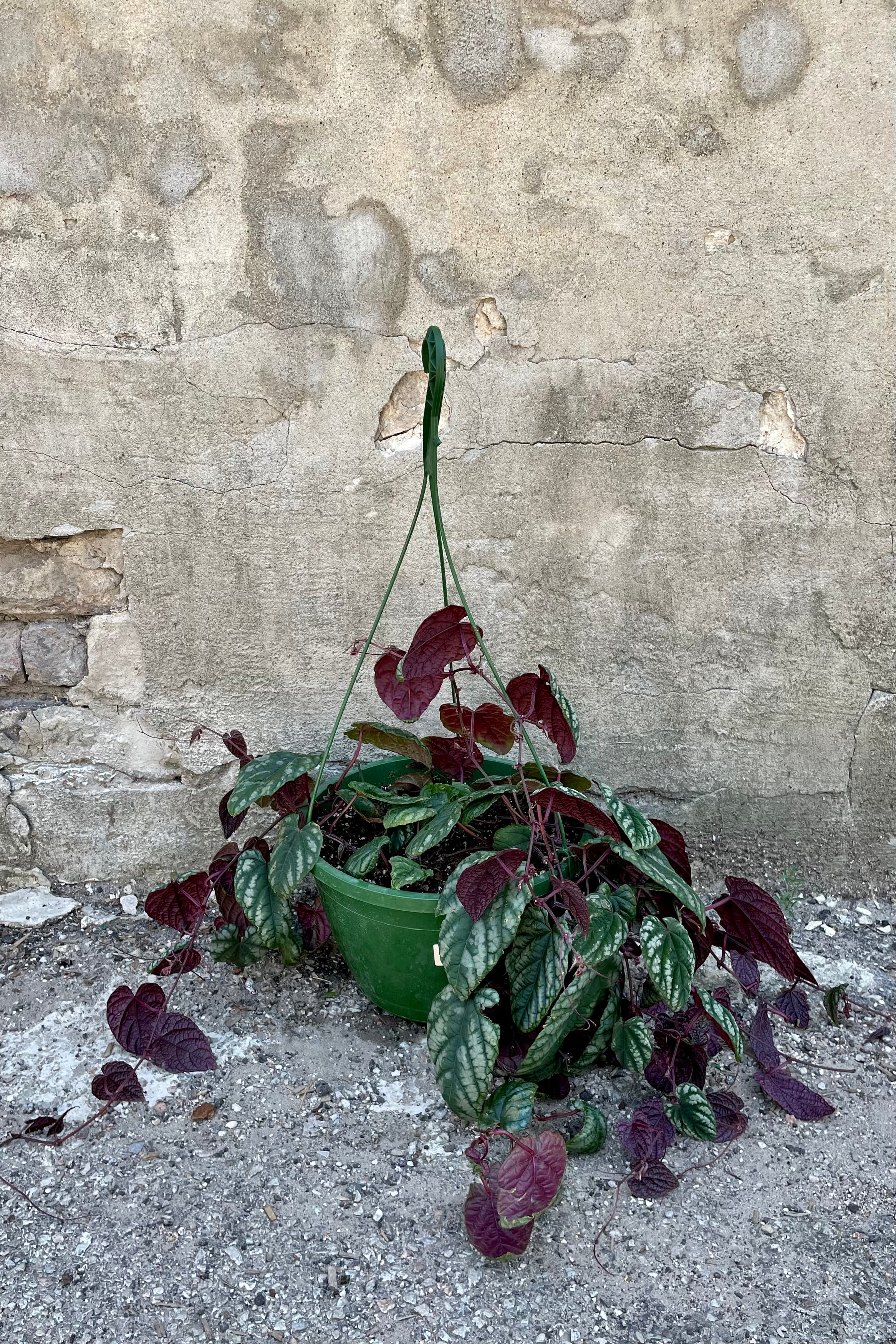 Cissus discolor "Rex Begonia Vine" 10" against a grey wall