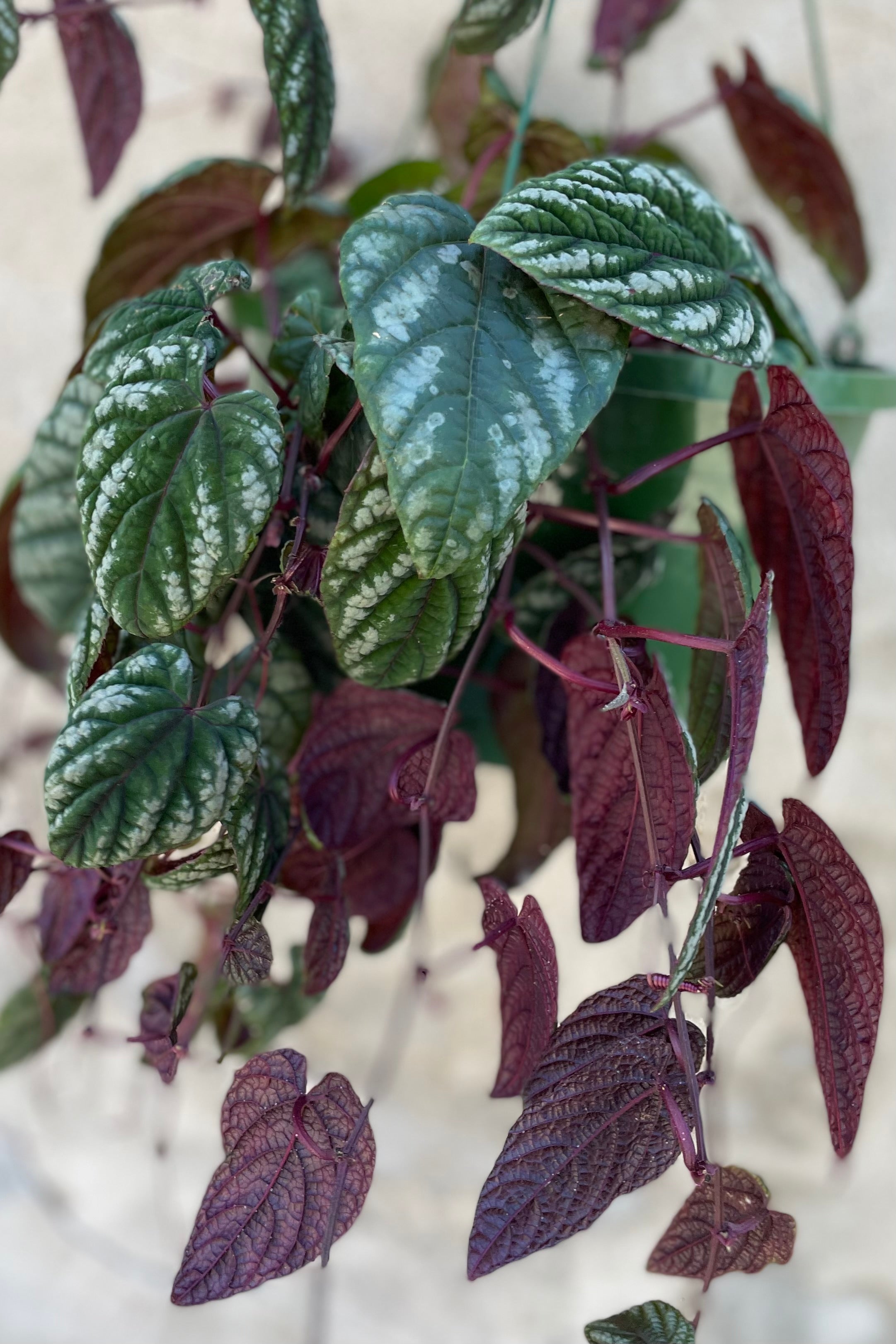 Cissus discolor "Rex Begonia Vine" 10" against a grey wall