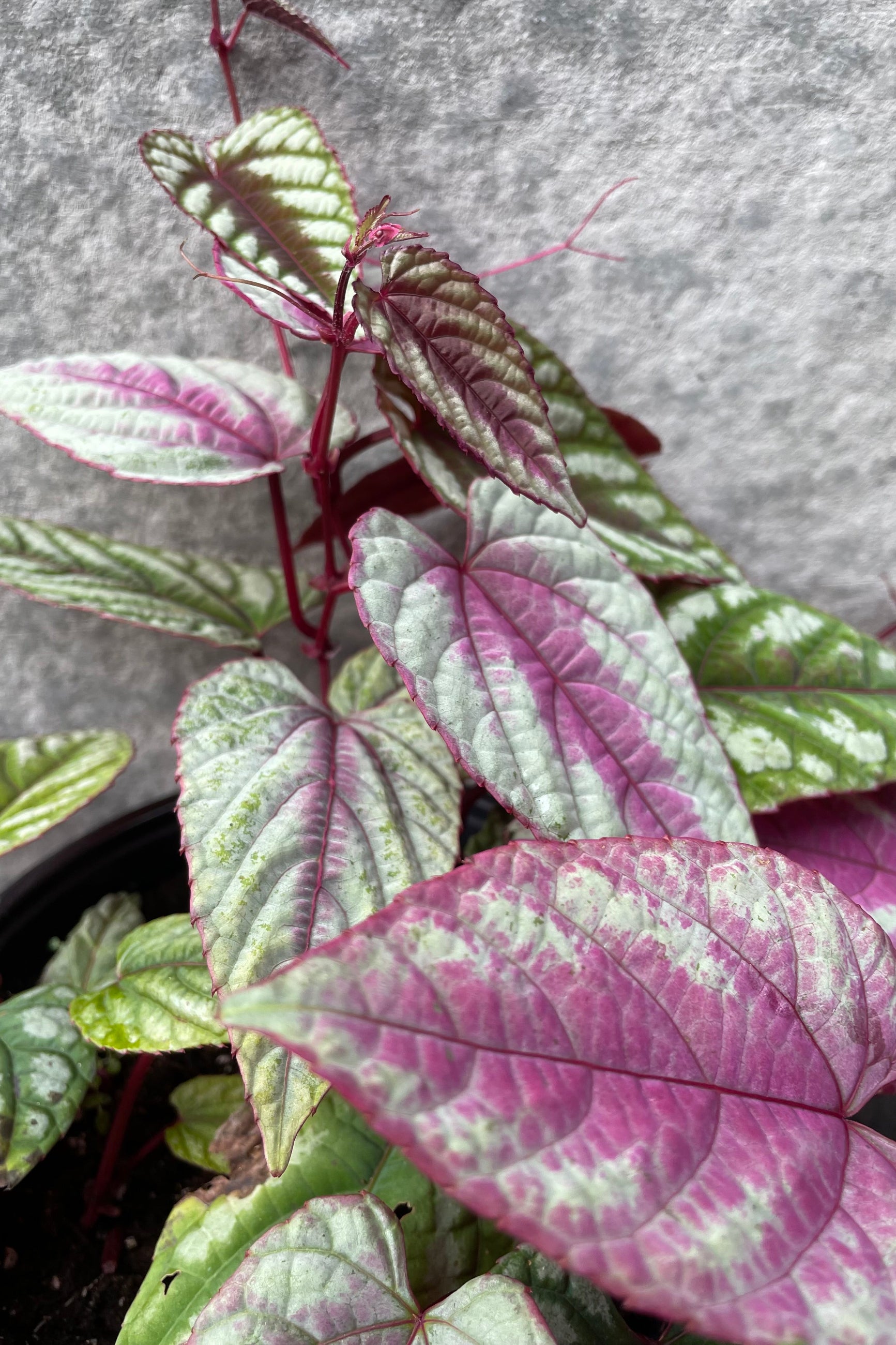 Close up of Cissus discolor "Rex begonia vine" leaves ©Sprout Home