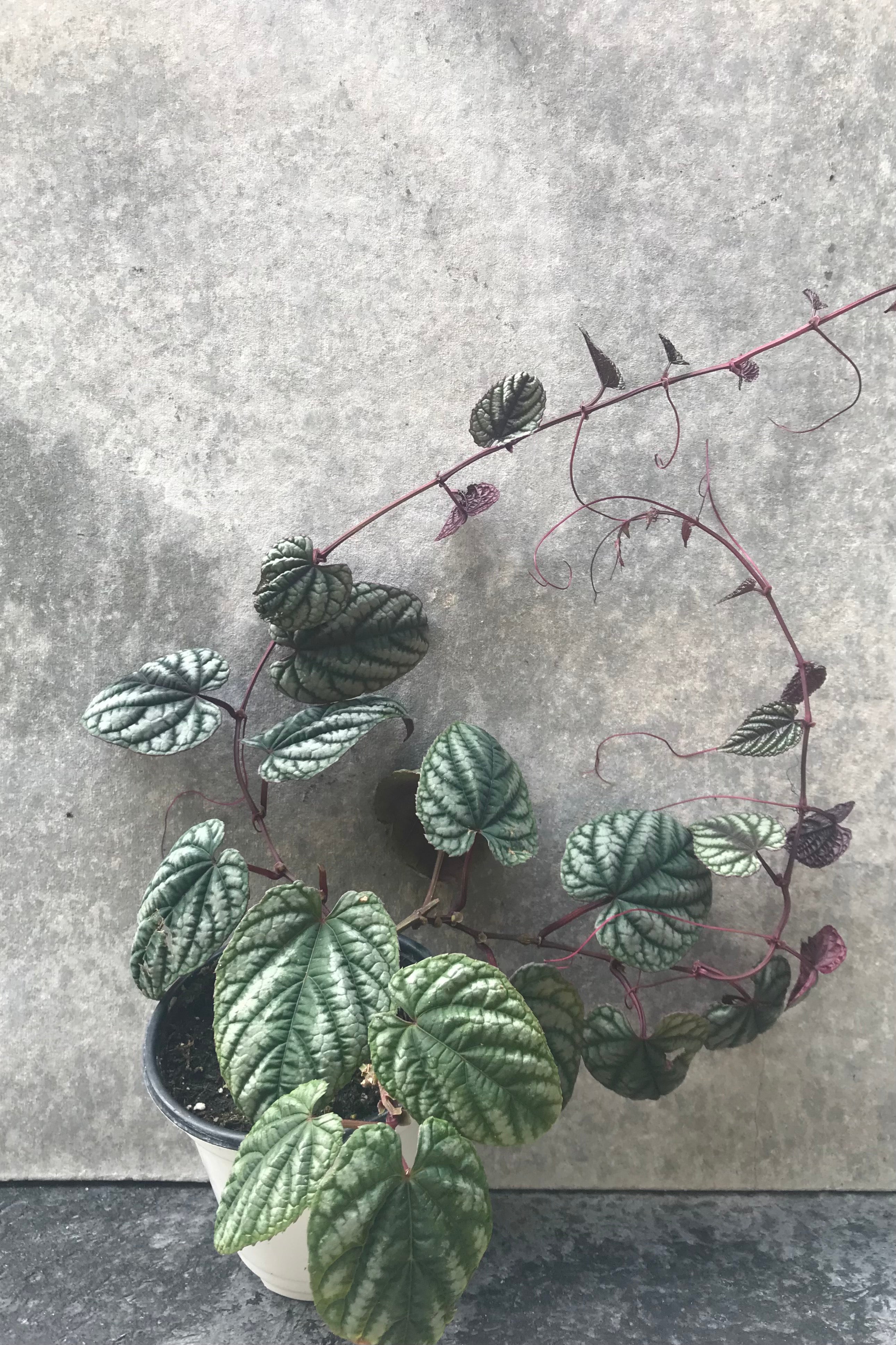 Cissus plant with purple and green vines