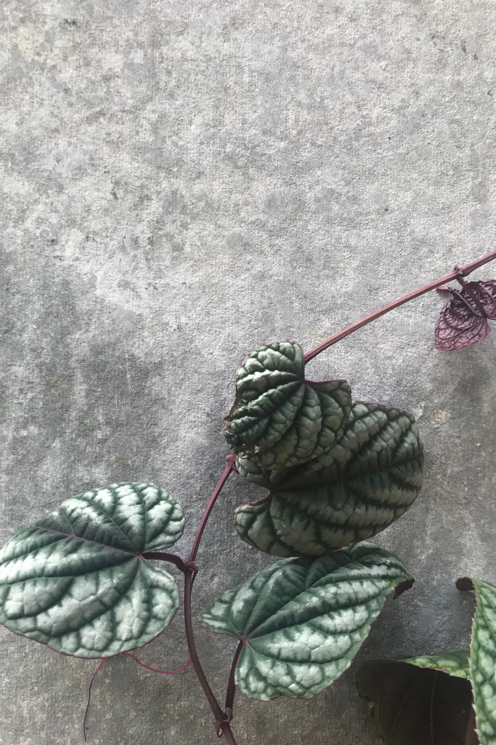 Cissus plant green and purple vines detail ©Sprout Home