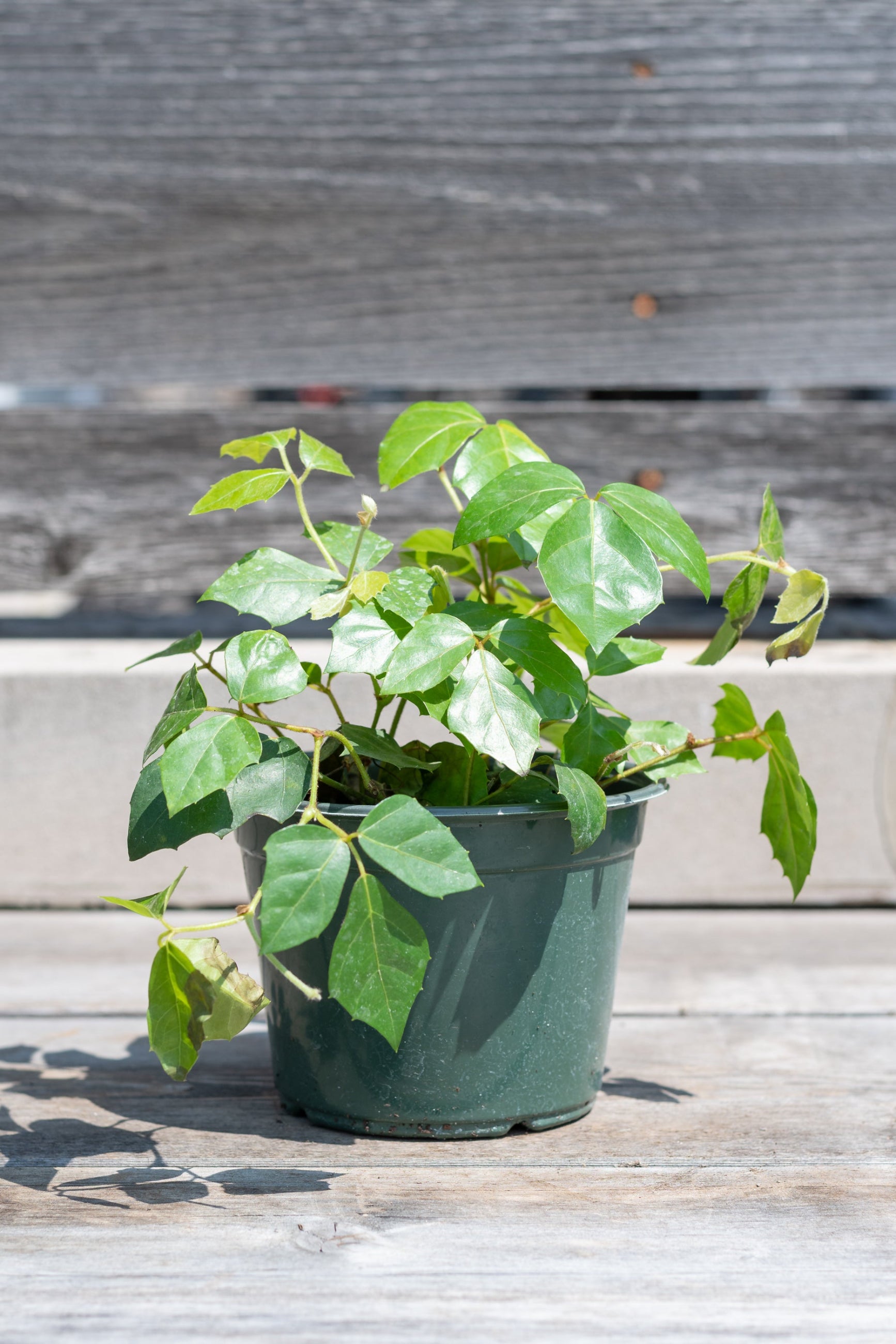 Cissus rhombifolia "Grape Ivy" in grow pot in front of grey wood background ©Sprout Home