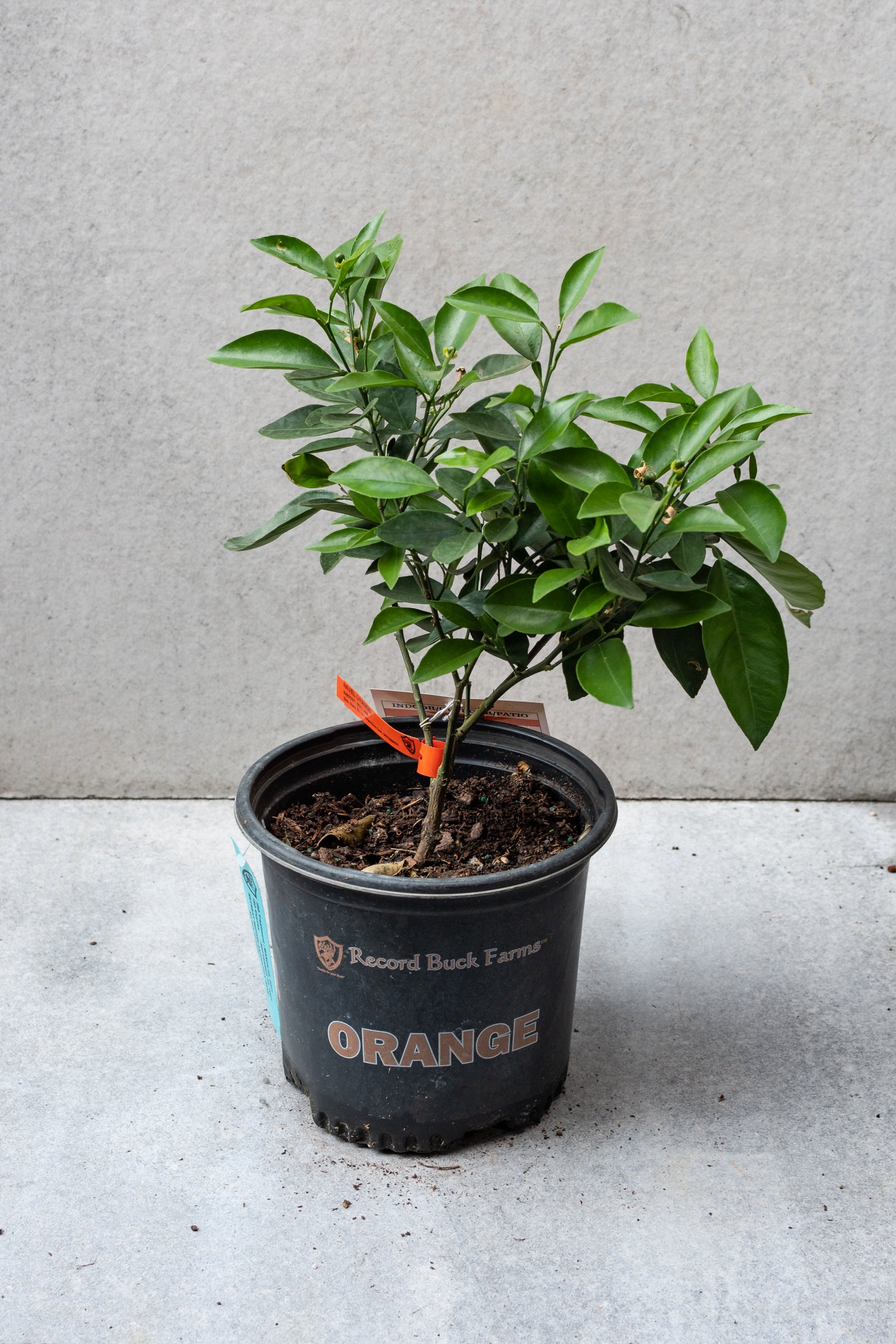 Citrus tree not in bloom and not fruiting pictured in an 8" growers pot against a grey wall. ©Sprout Home