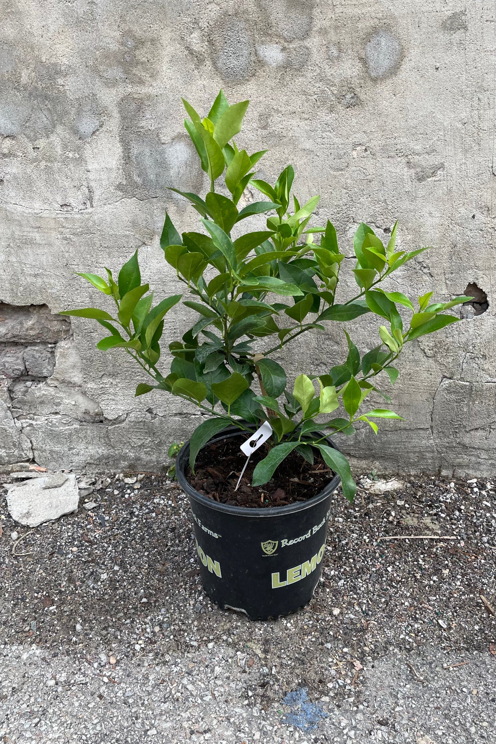 Citrus tree in a 10" grow pot against a gray wall ©Sprout Home