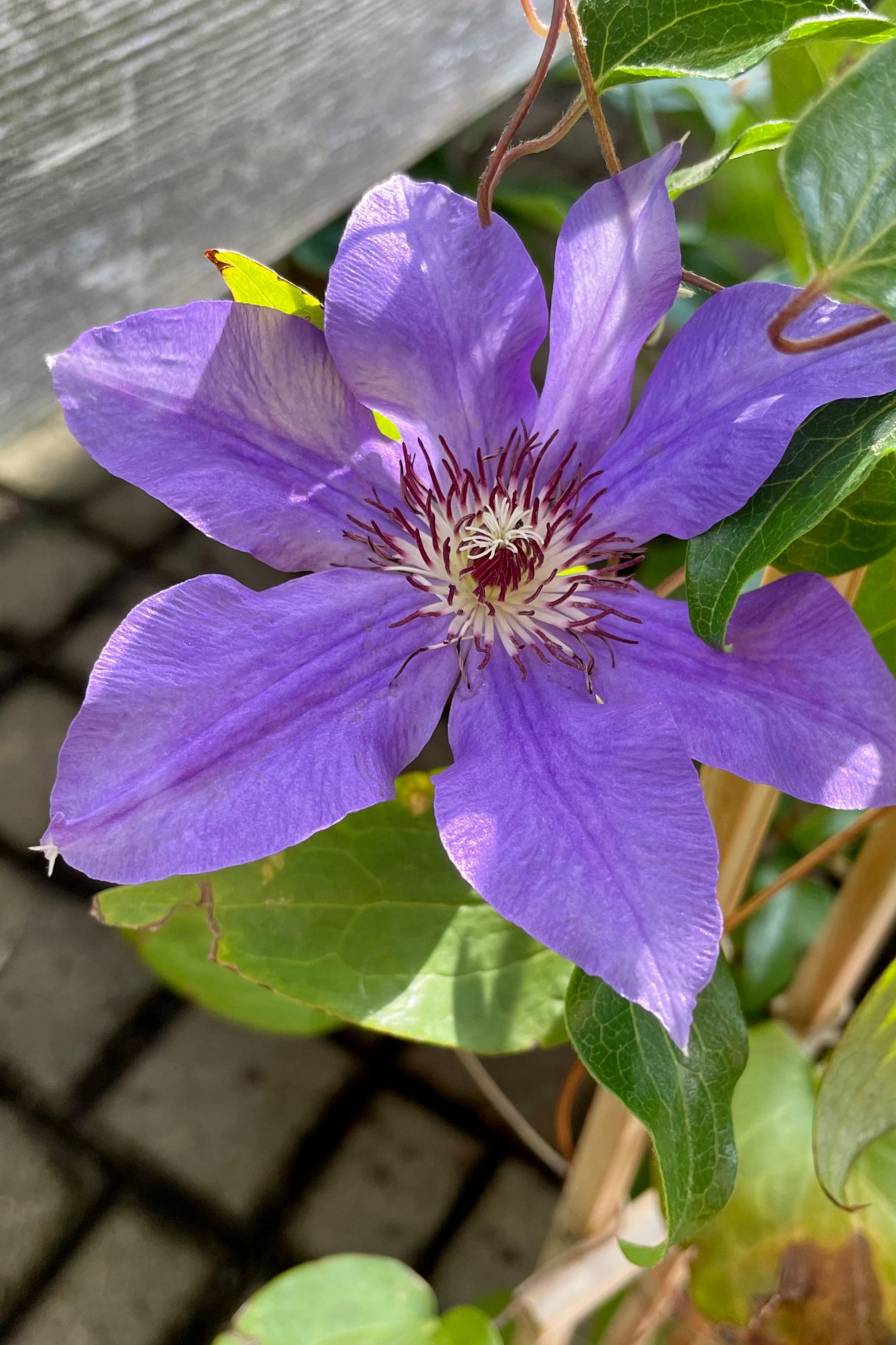 Clematis 'Romona' light purple flower the end of July at Sprout Home. ©Sprout Home