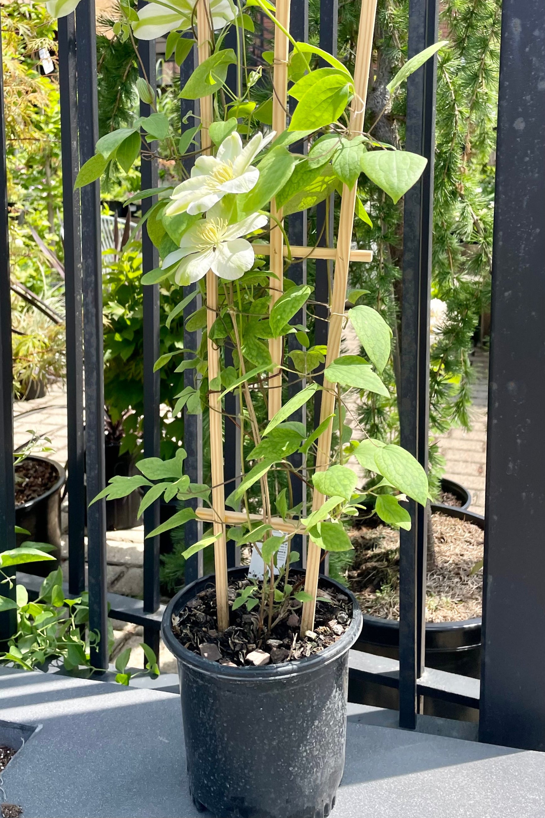 The Clematis 'Guernsey Cream' vine in a #1 growers pot in bloom mid May in the Sprout Home yard showing its creamy white flowers on a trellis. ©Sprout Home