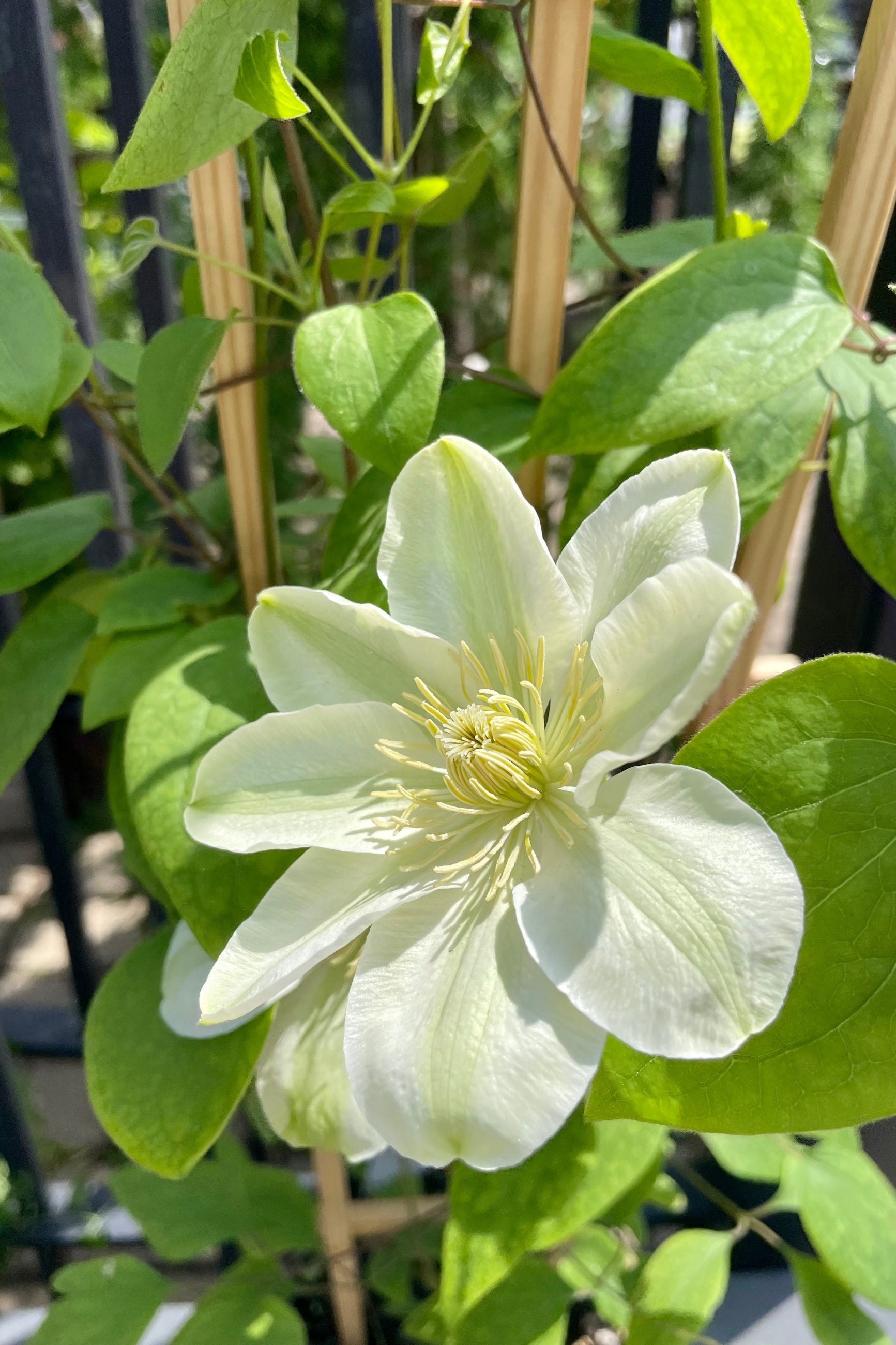 up close picture of the creamy white flowers of the Clematis 'Guernsey Cream' vine in bloom in mid May at Sprout Home. ©Sprout Home