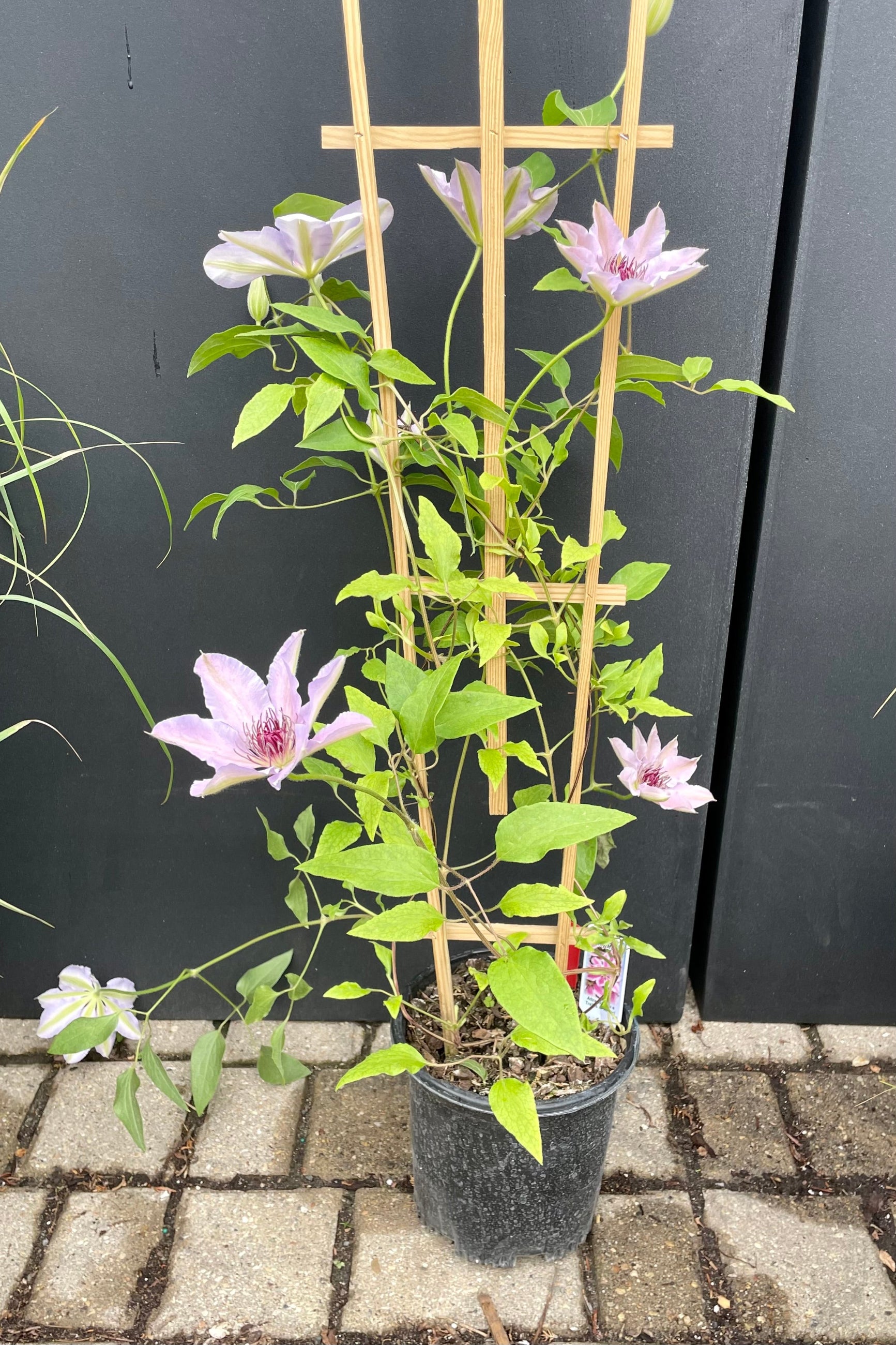 Clematis 'Nelly Moser' in a #1 growers pot at Sprout Home showing the light pink interior of the leaves and the burgundy center. Its's green ovate leaves climbing on a wooden trellis against a black background. ©Sprout Home