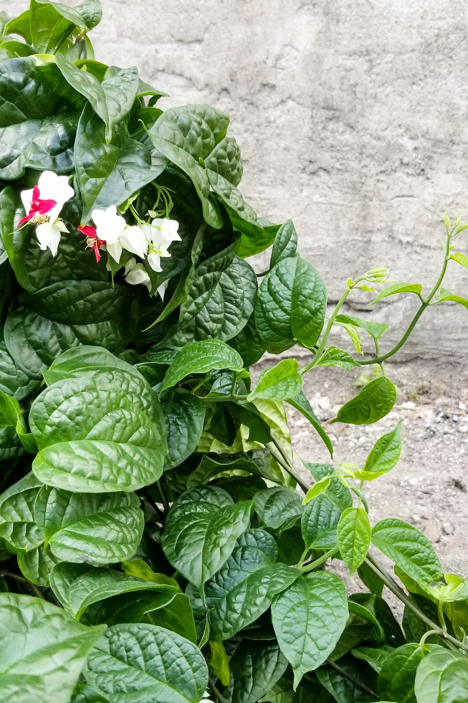 A close-up of the Clerodendrum thomsoniae plant, showing its dark green heart-shaped leaves and a cluster of red and white flowers. ©Sprout Home