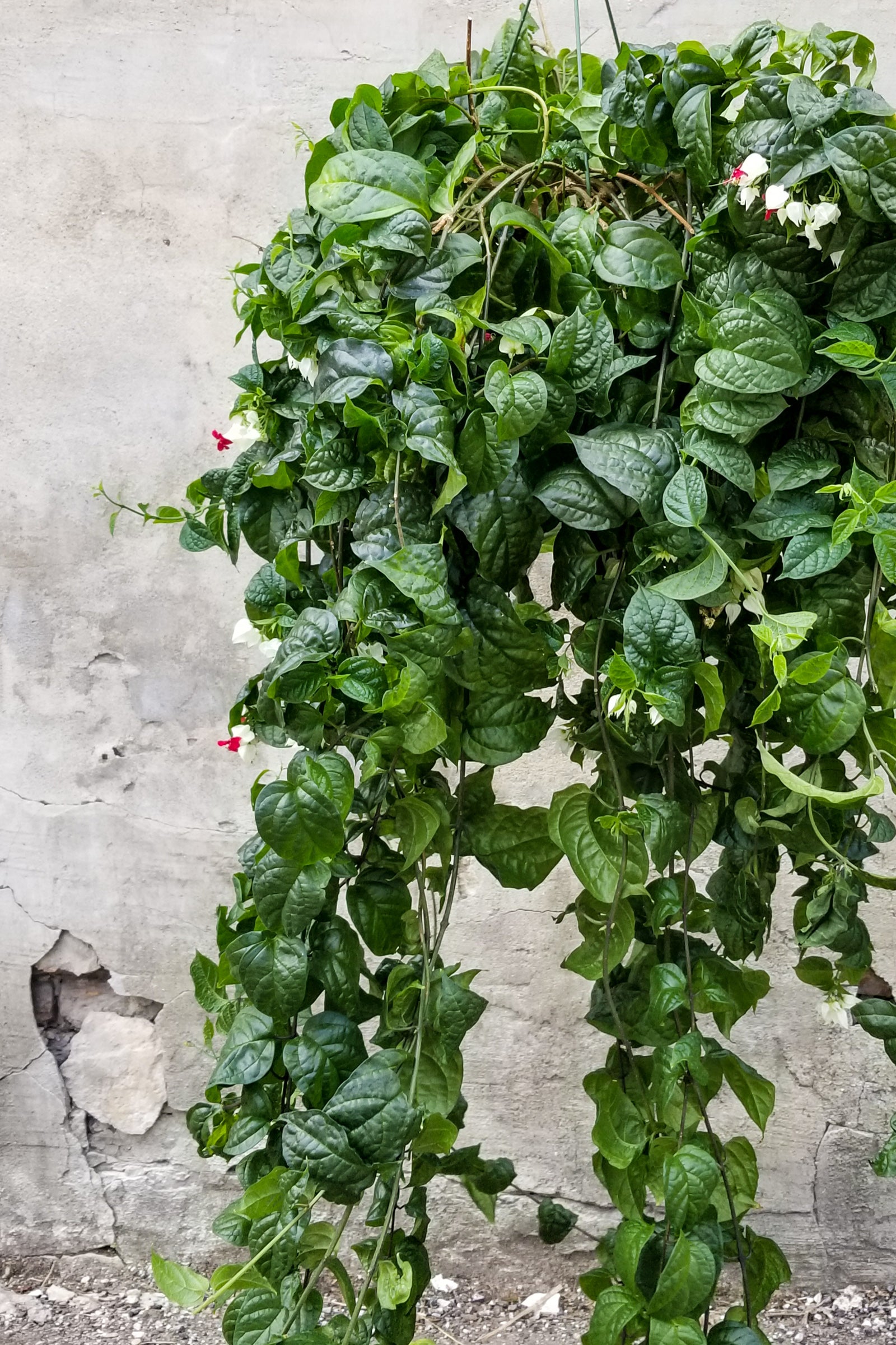 Bleeding Heart Vine up close on a concrete backdrop ©Sprout Home