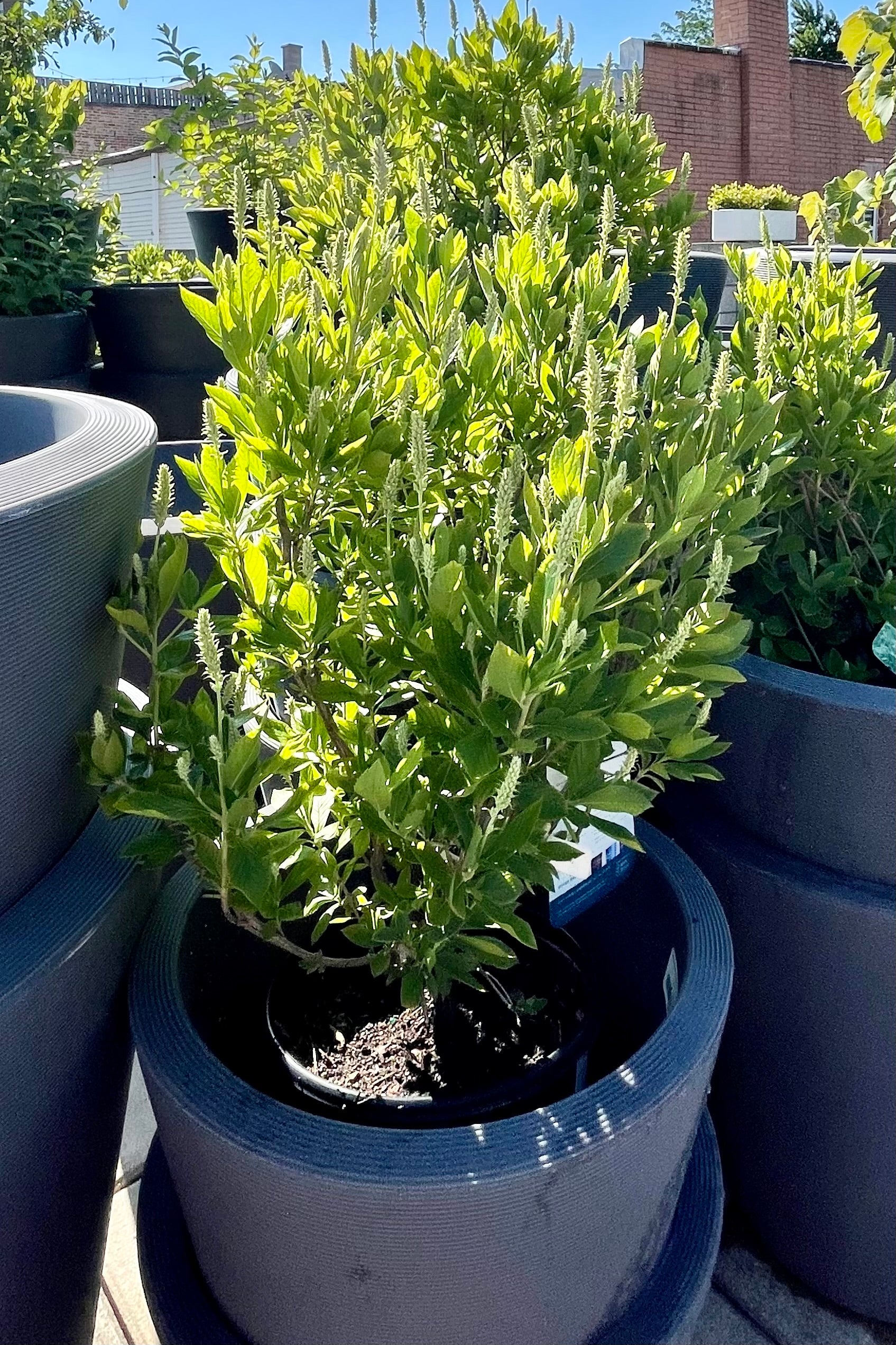 #2 Clethra 'Hummingbird' shrub sitting in a gray pot at the end of June in bud and bloom stage at Sprout Home. ©Sprout Home