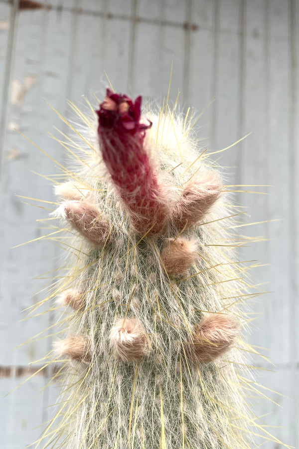 A detailed view of Cleistocactus strausii #5 against wooden backdrop
