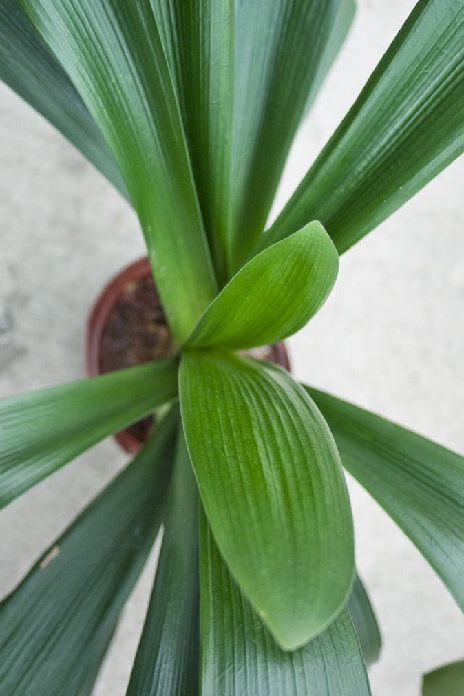 Clivia plant from above looking in. ©Sprout Home