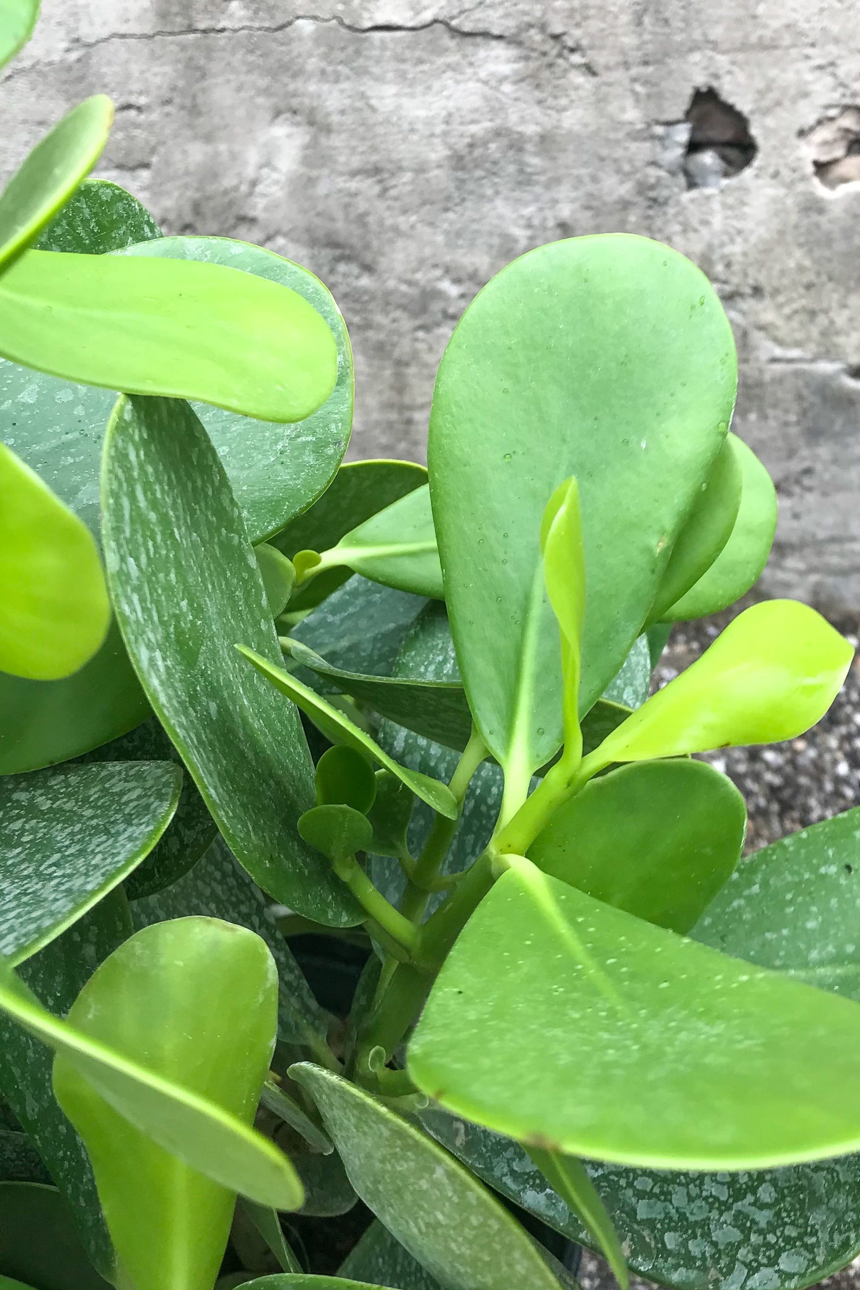 Close up of Clusia rosea leaves ©Sprout Home
