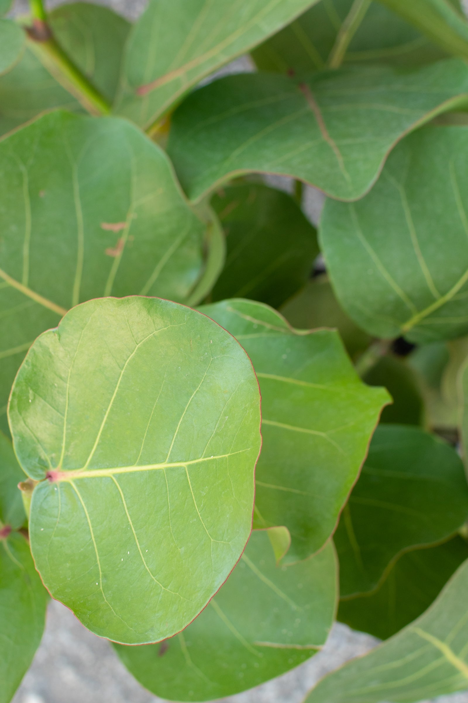 Close up of Coccoloba Uvifera Sea Grape leaves ©Sprout Home