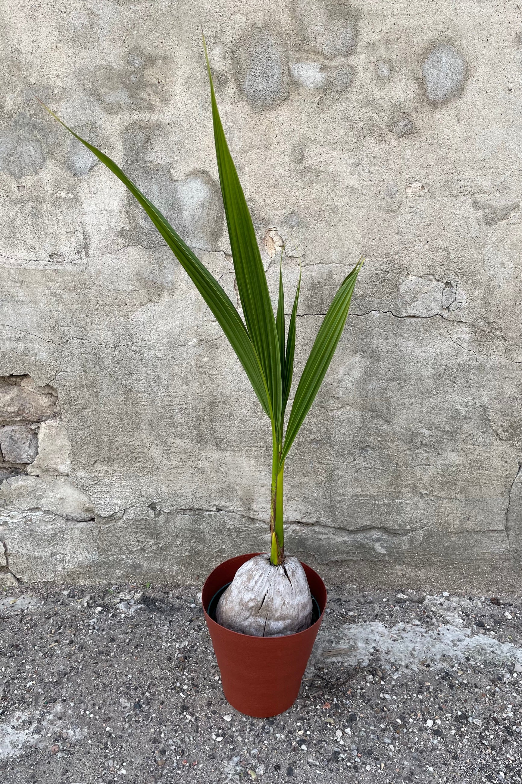 Cocos nucifera "Coconut Palm" in grow pot in front of grey background ©Sprout Home