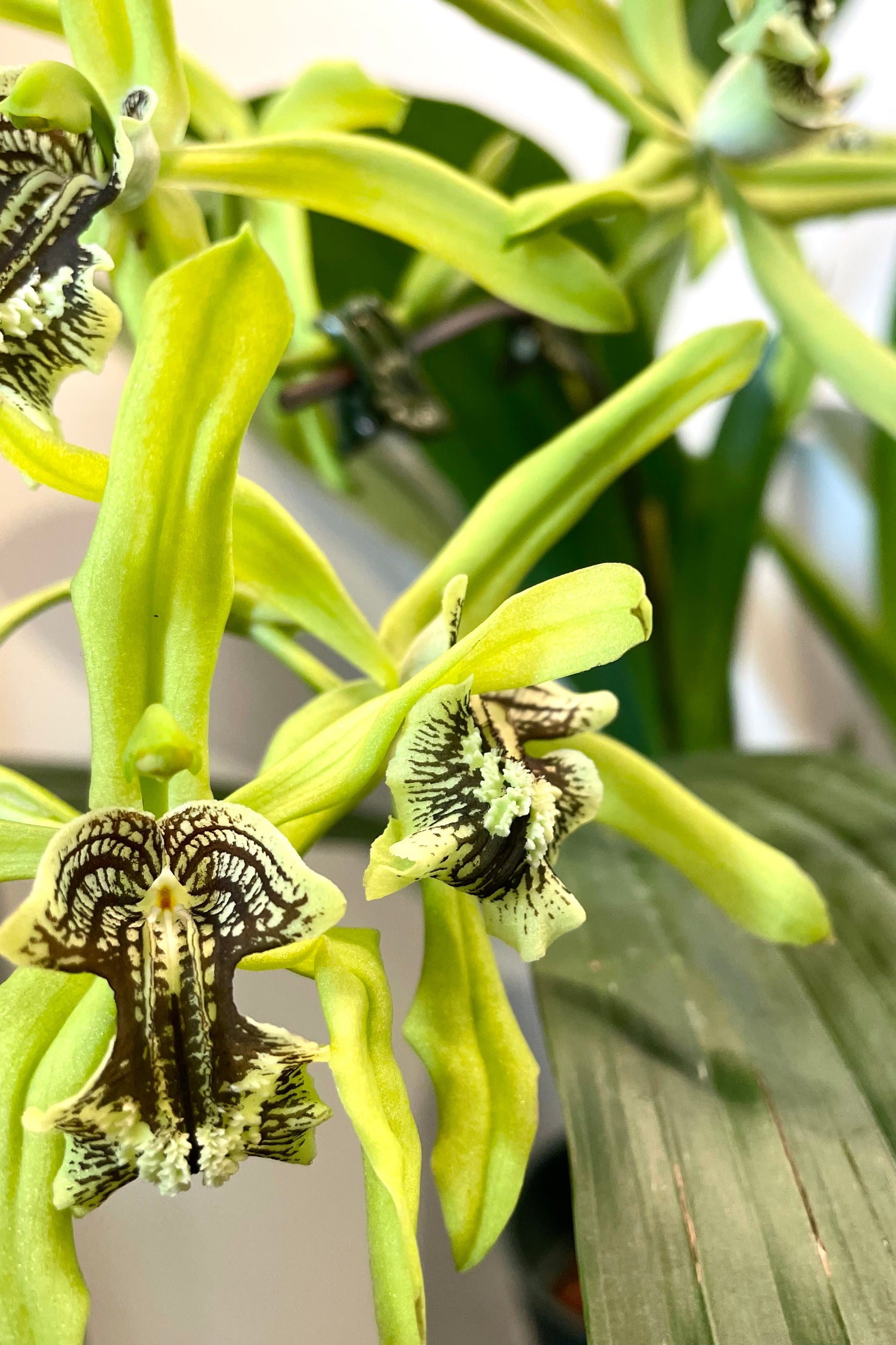 A detailed view of Coelogyne mayeriana 6" against white backdrop ©Sprout Home
