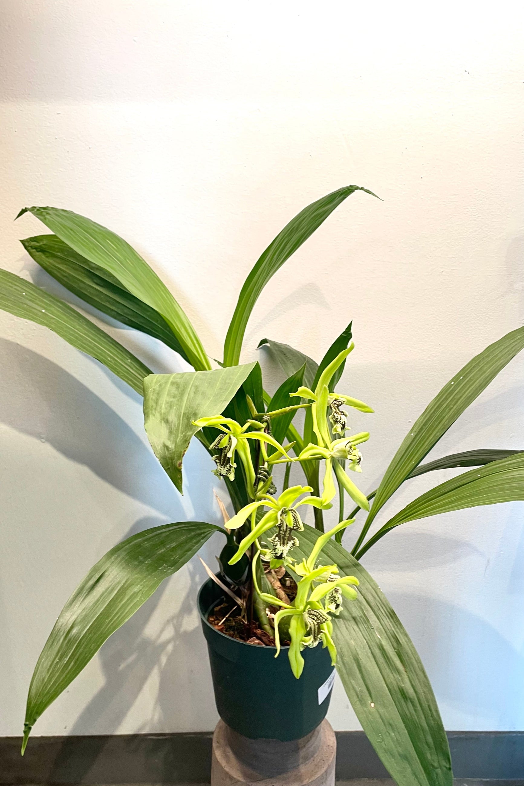 A full view of Coelogyne mayeriana 6" in grow pot against white backdrop ©Sprout Home