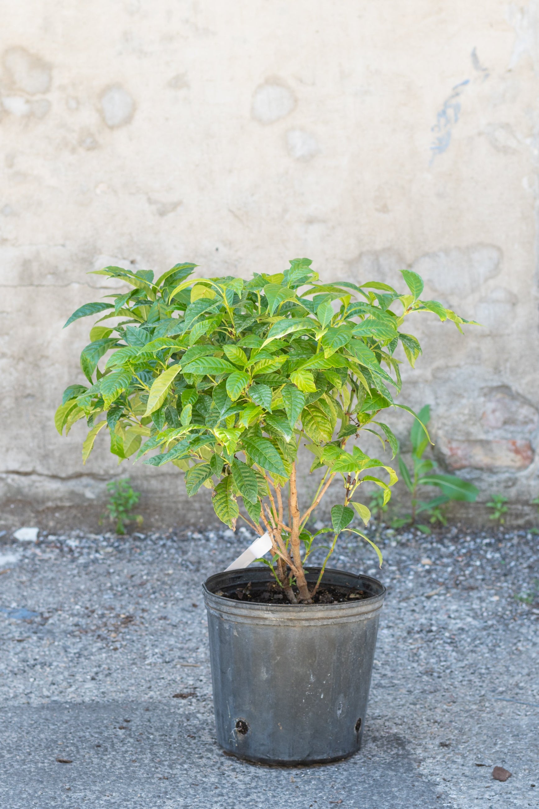 Coffea arabica "Coffee Tree" in grow pot in front of grey concrete wall ©Sprout Home
