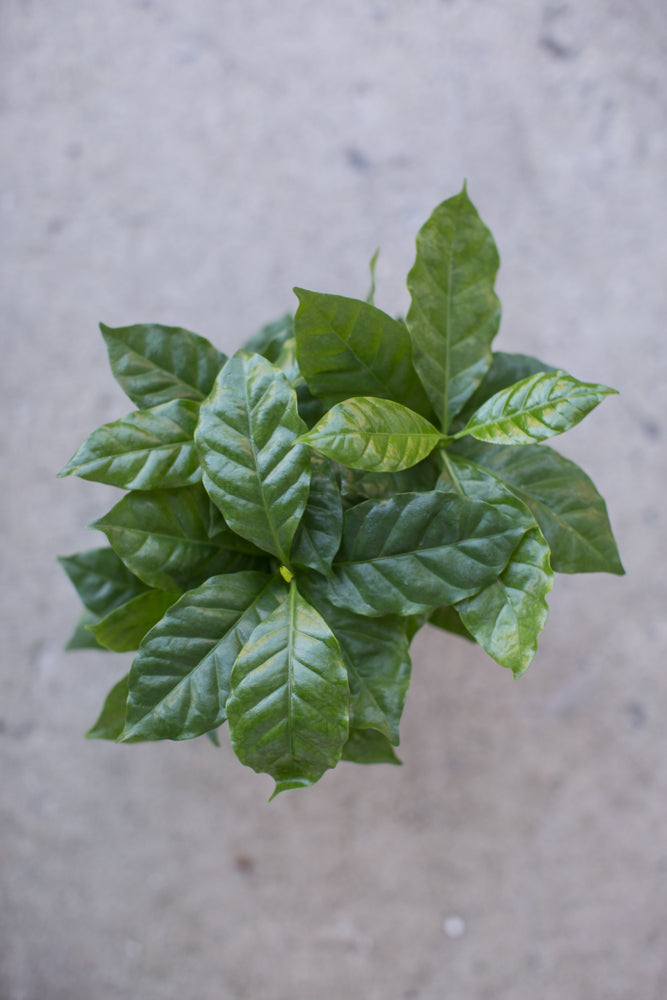 Coffea arabica plant view from above.©Sprout Home