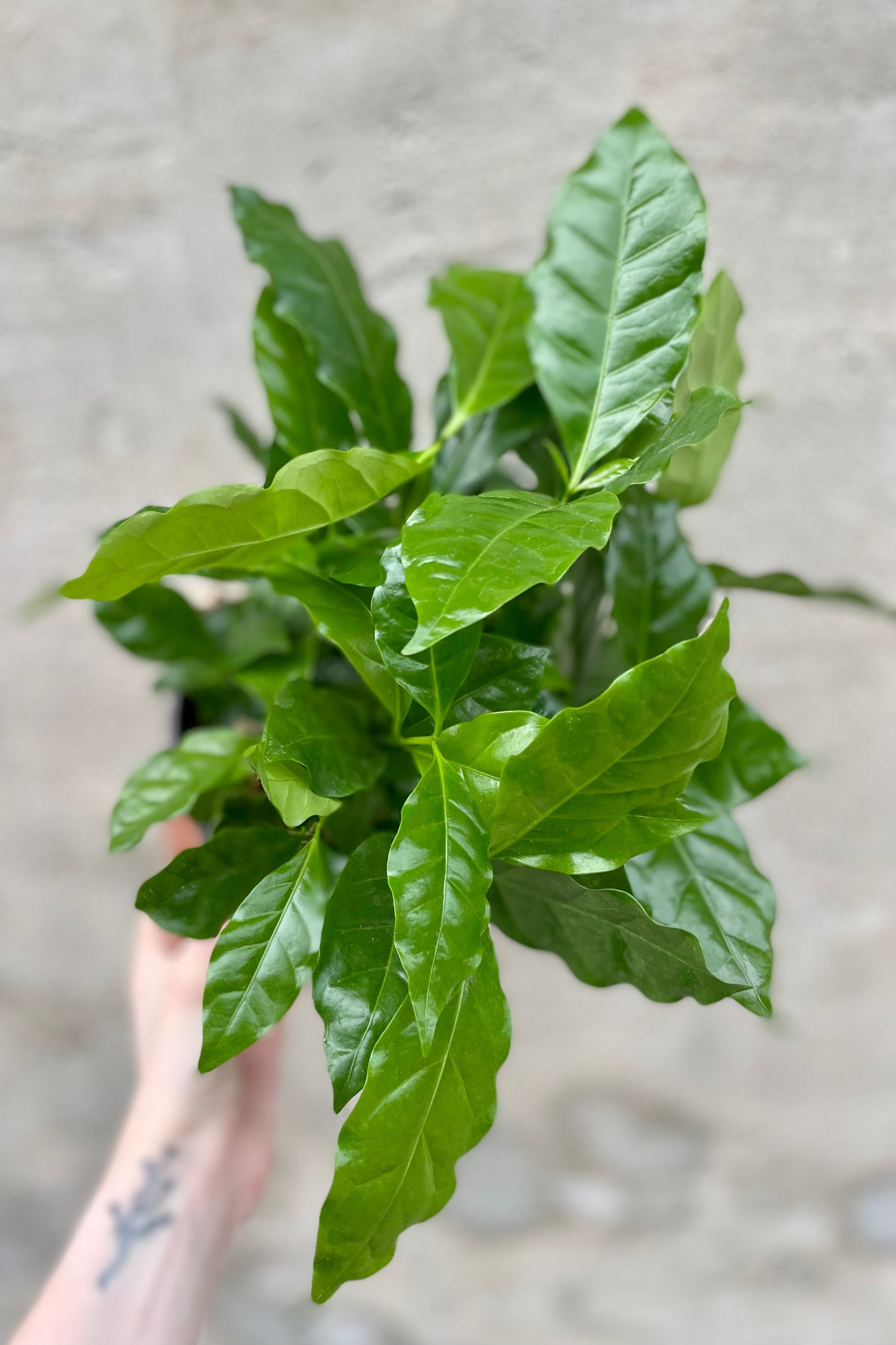 Detail of Coffea arabica "Coffee Plant" 6" lush green leaves against a grey wall ©Sprout Home