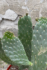 A detailed view of Consolea rubescens 8" against concrete backdrop