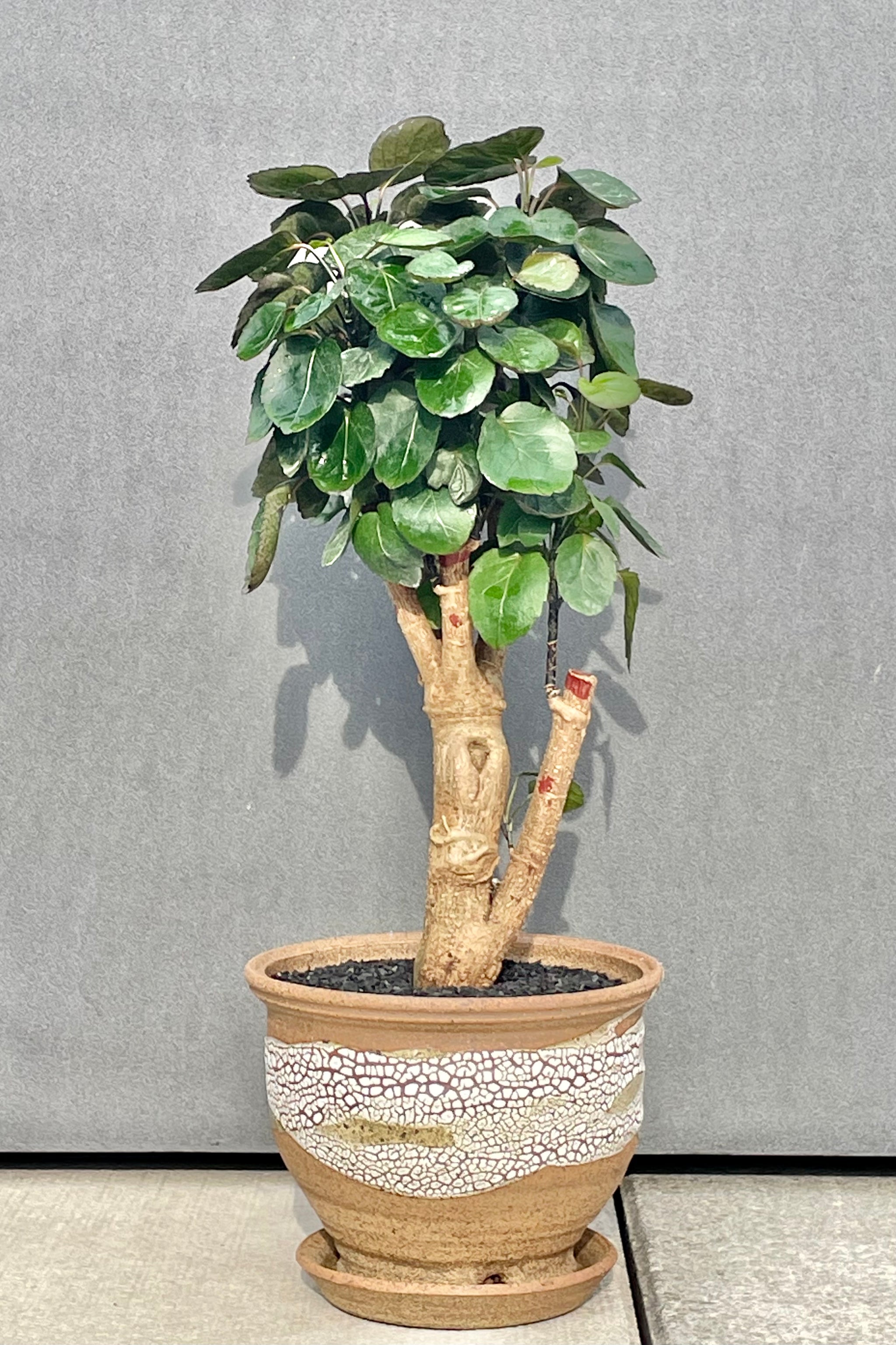 Aralia Fabian Stump 'Polyscias Scutellaria' Size 6 Pot