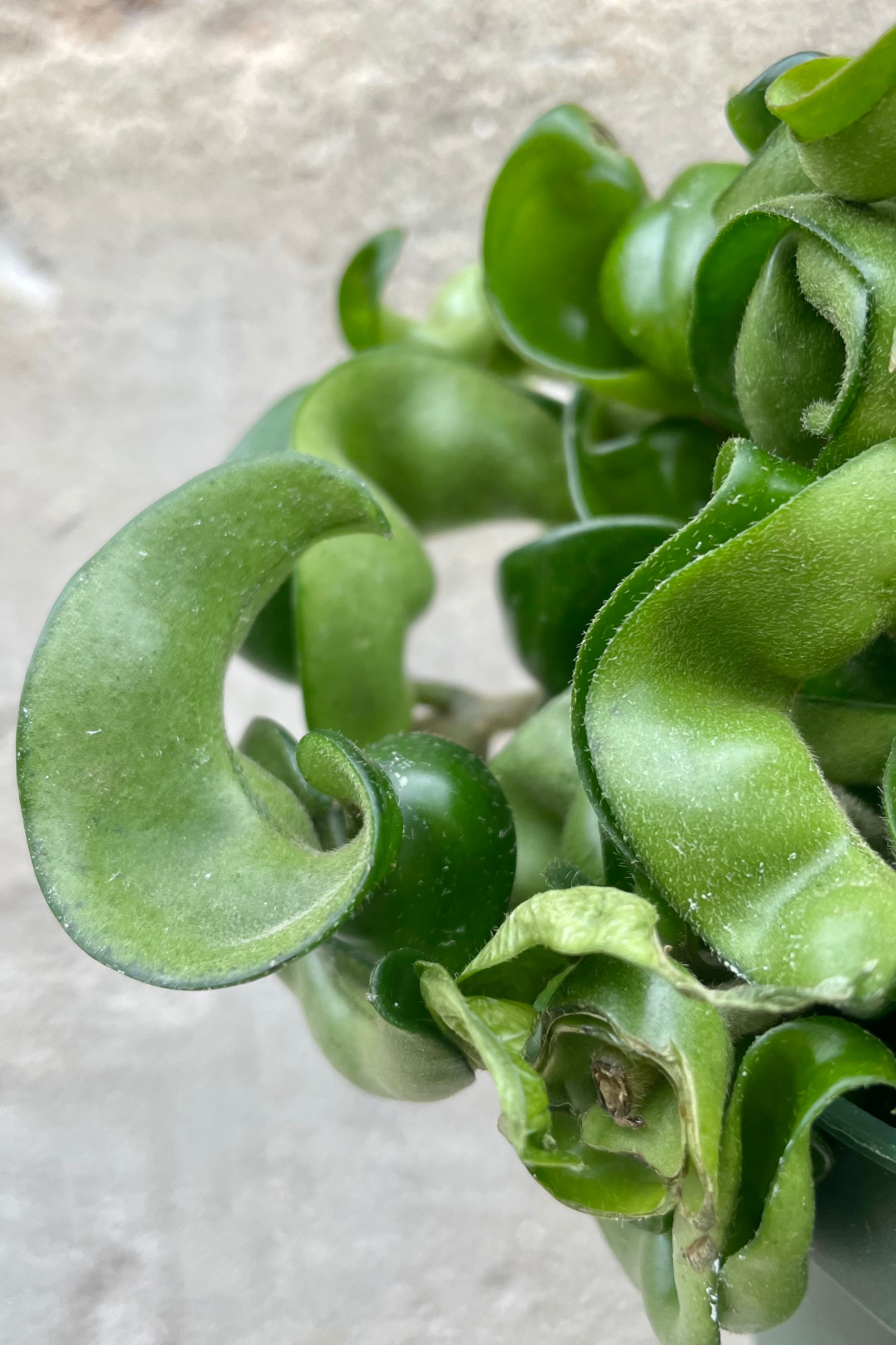 Hoya carnosa compacta 6" hanging basket detail of green curly leaves against a grey wall